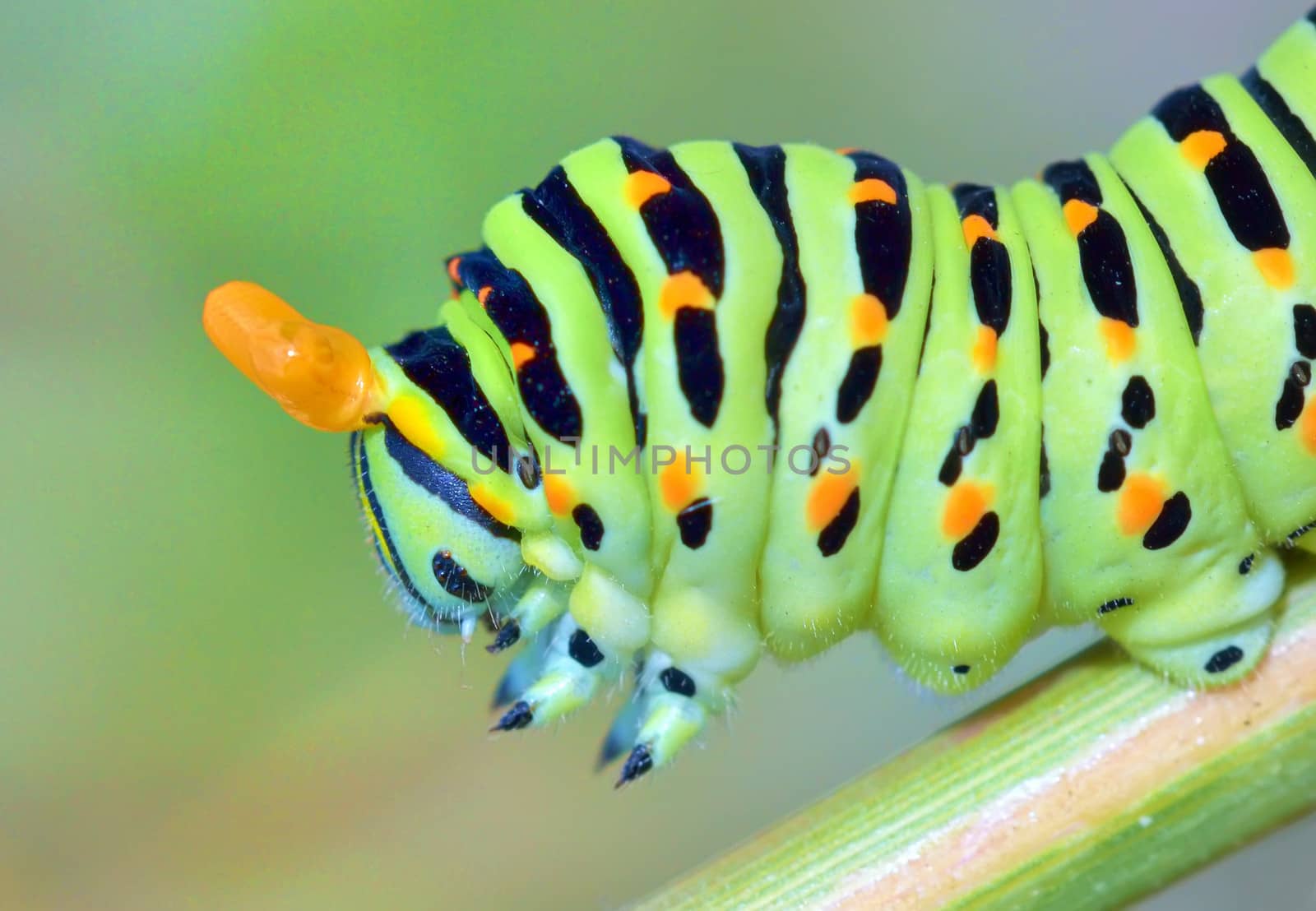 details of papilio machaon caterpillar