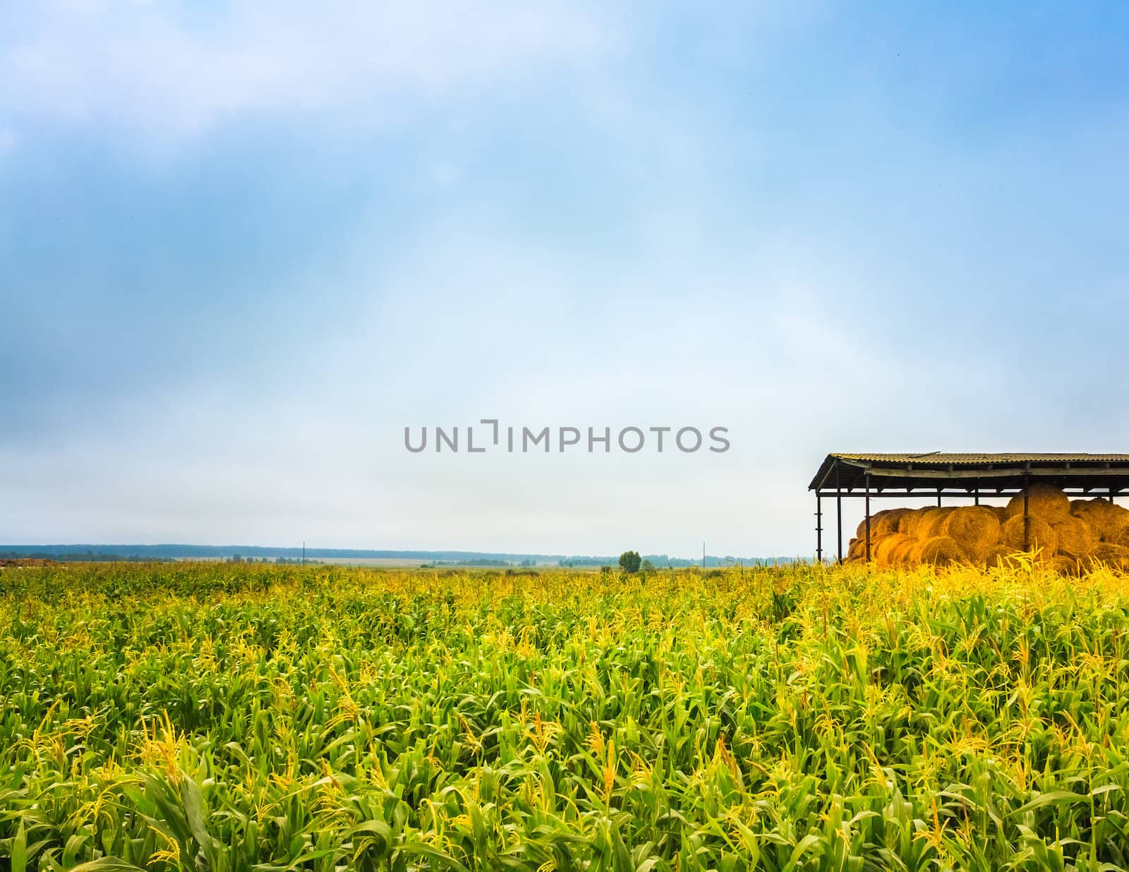 Colorful Corn Field In Summertime And Bales Of Hay