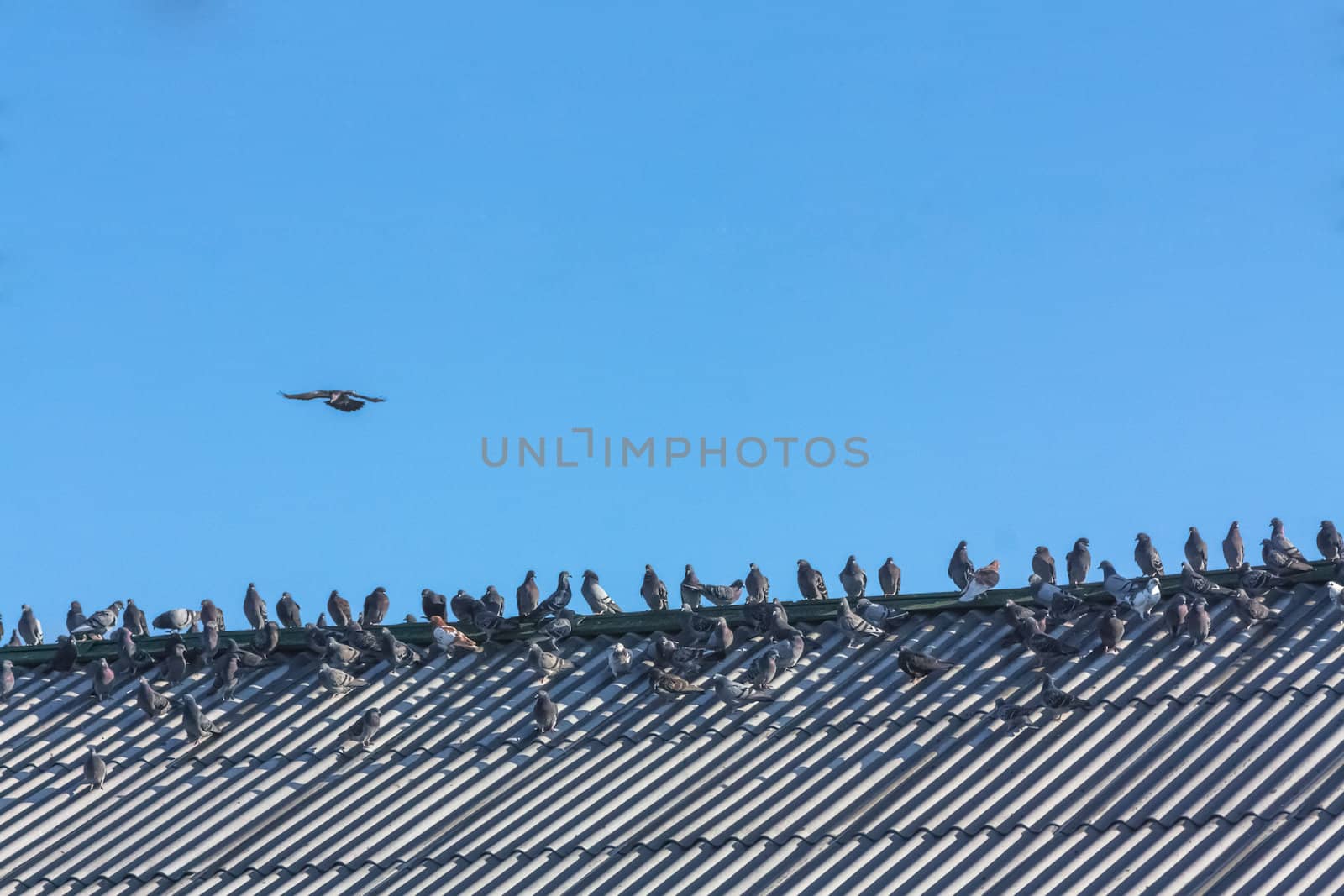 Beautiful Pigeons Sitting On A Roof On Blue Sky Background