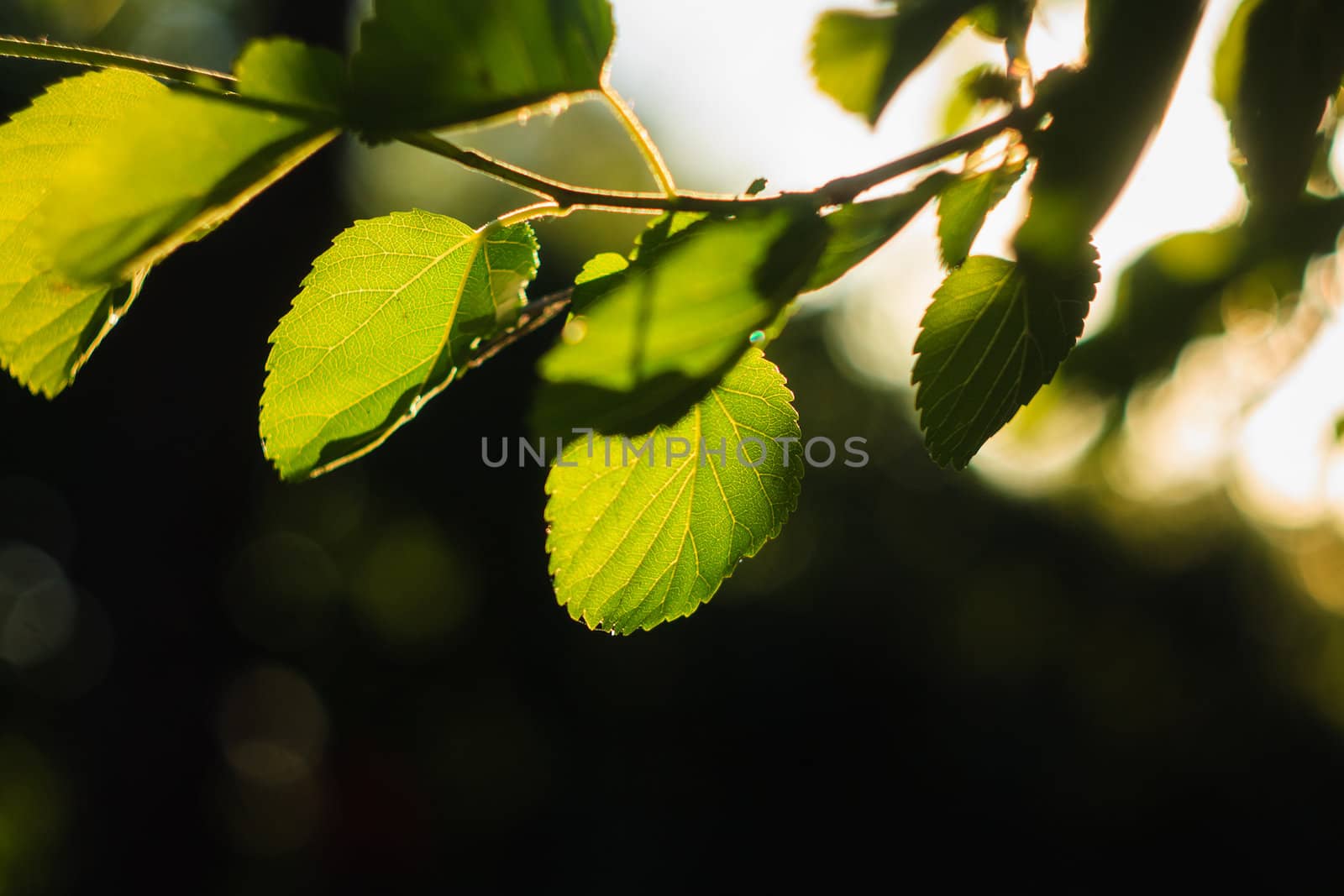 Spring Background With Green Leaves Of Linden Tree