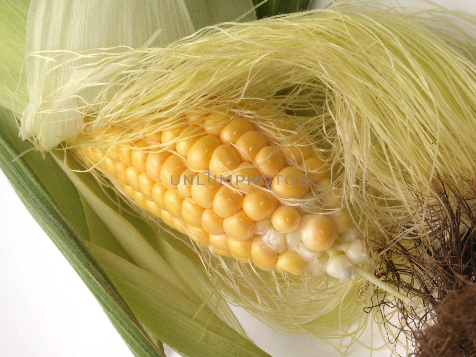 Freshly cut organic sweet corn.