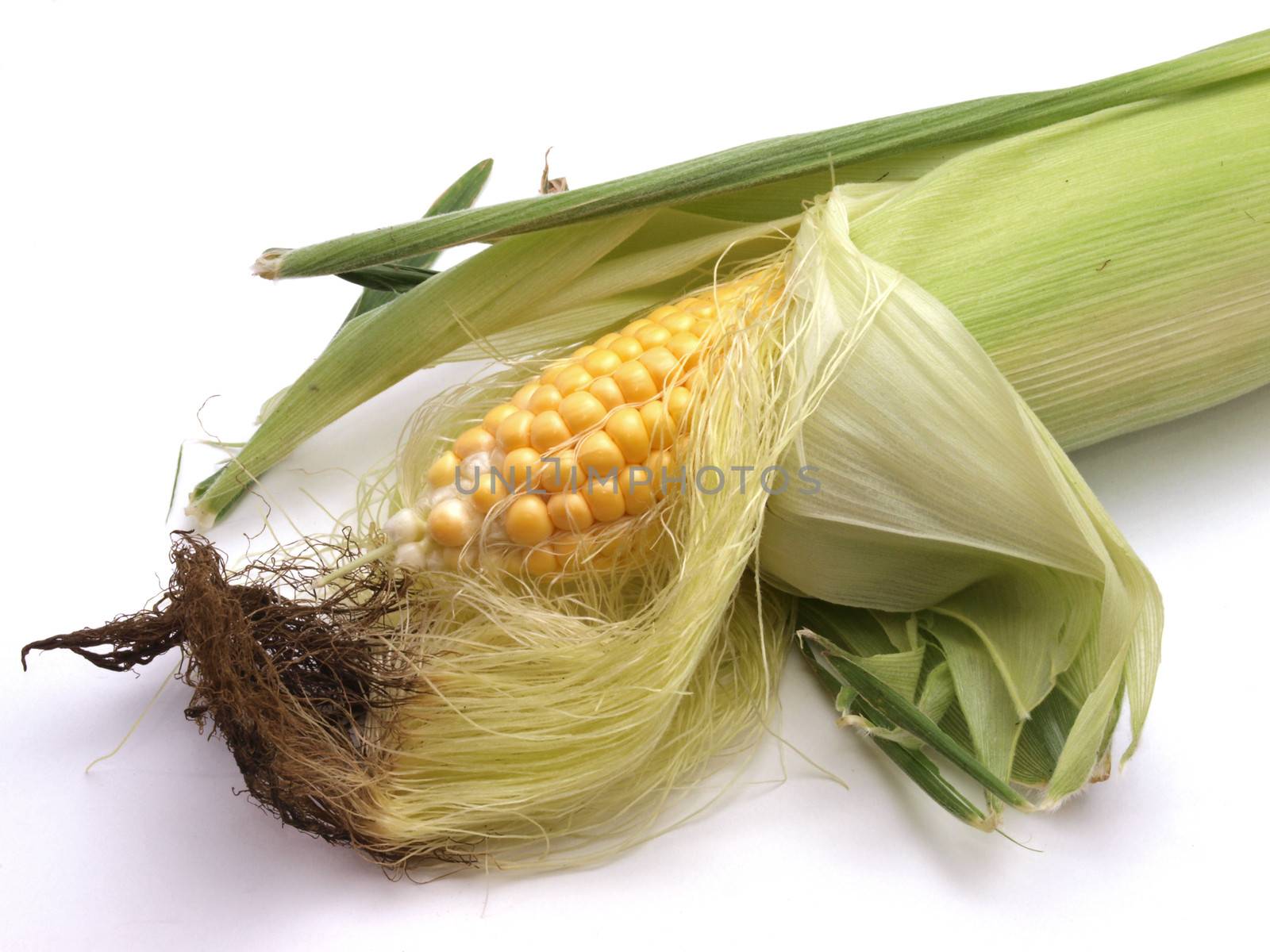 Freshly cut organic sweet corn.