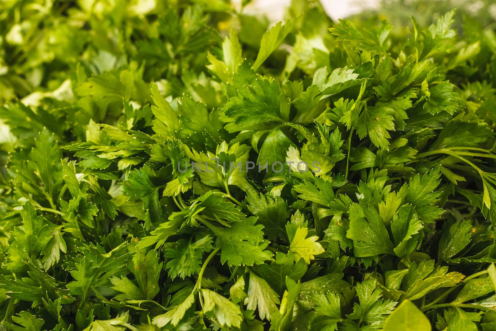 Fresh green leaves of a parsley, background