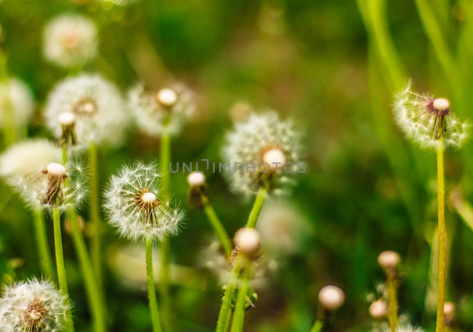 Fresh Spring Green Grass And Dandelions by ryhor