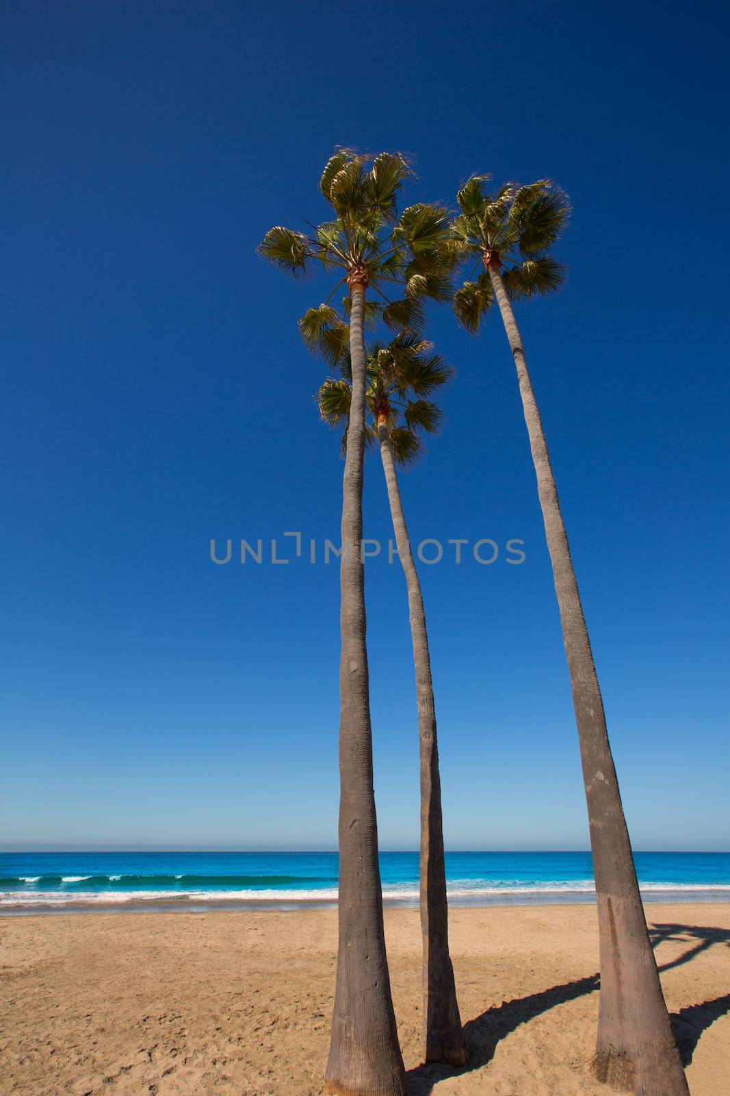 Newport beach California three palm trees group on shore