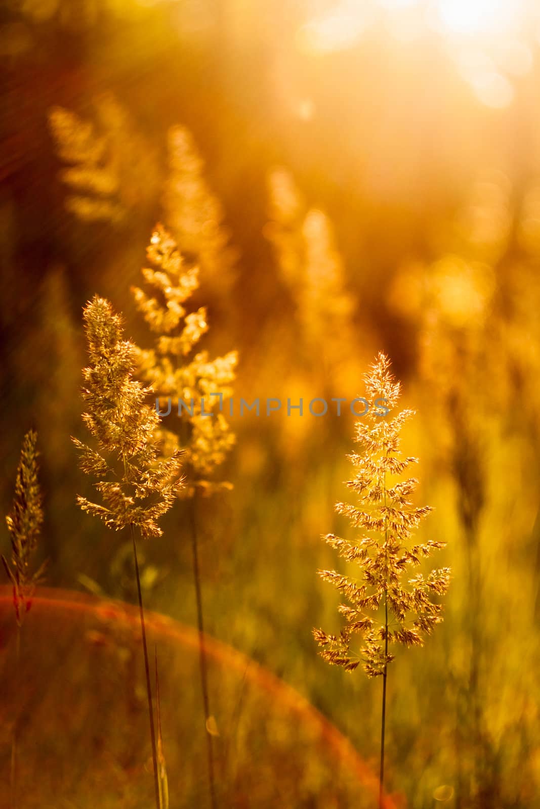Field Of Grass During Sunset. Sunlight Background