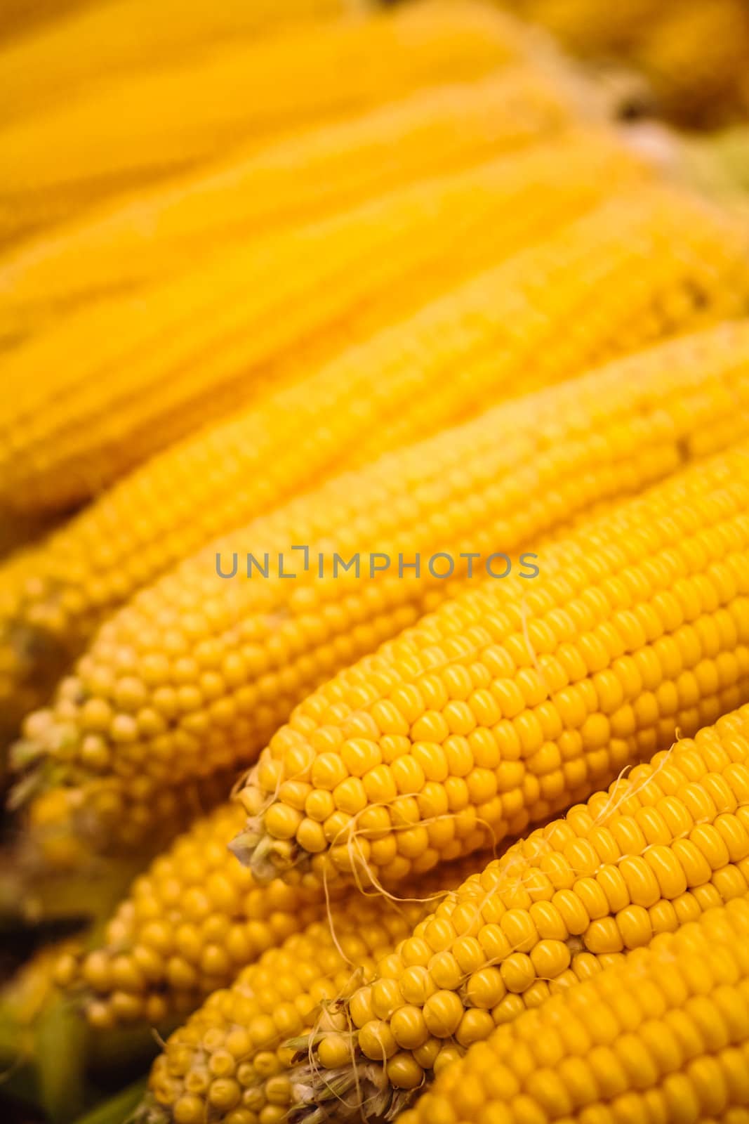 Fresh yellow corn pile on the local market. Crop Background