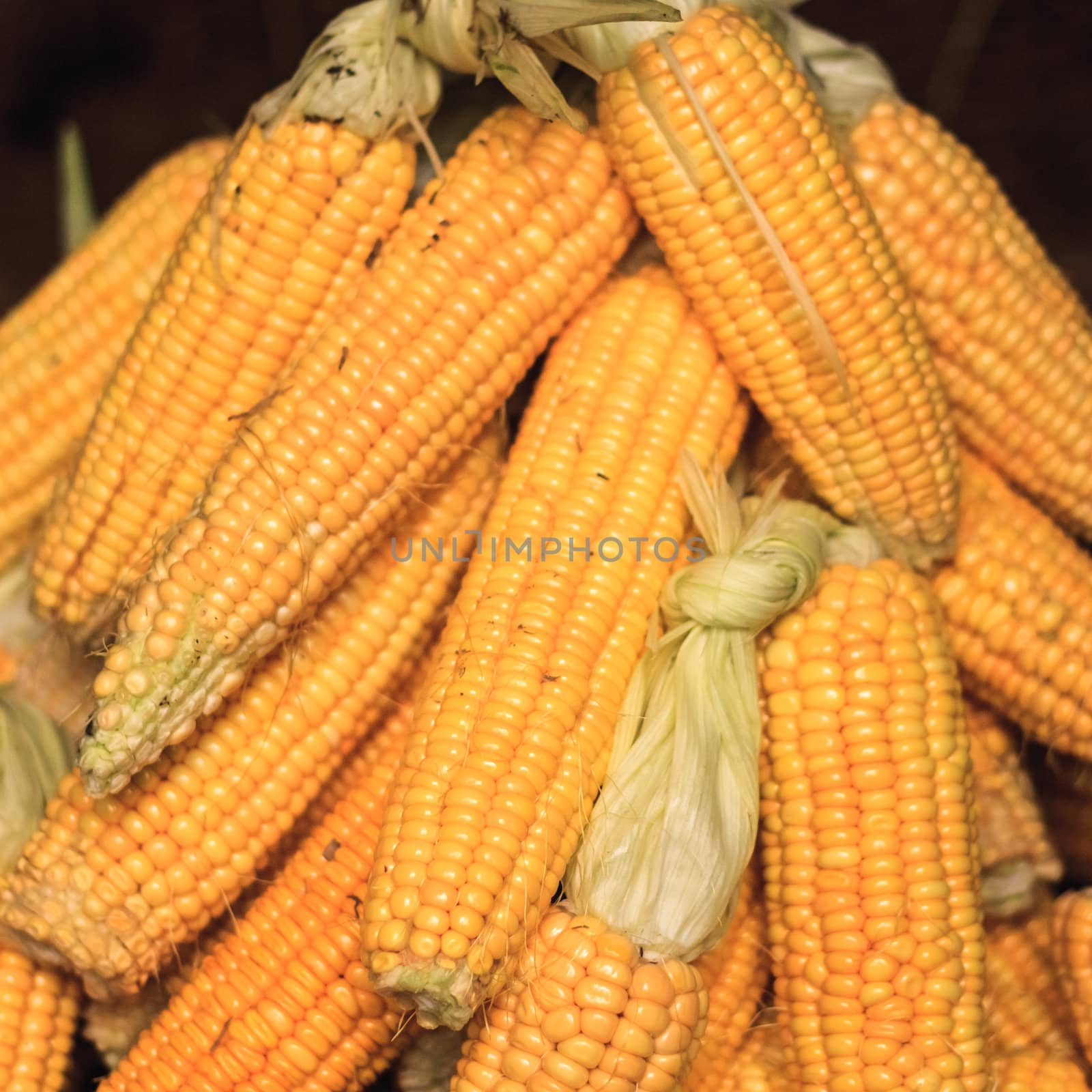 fresh yellow corn vegetable by ryhor