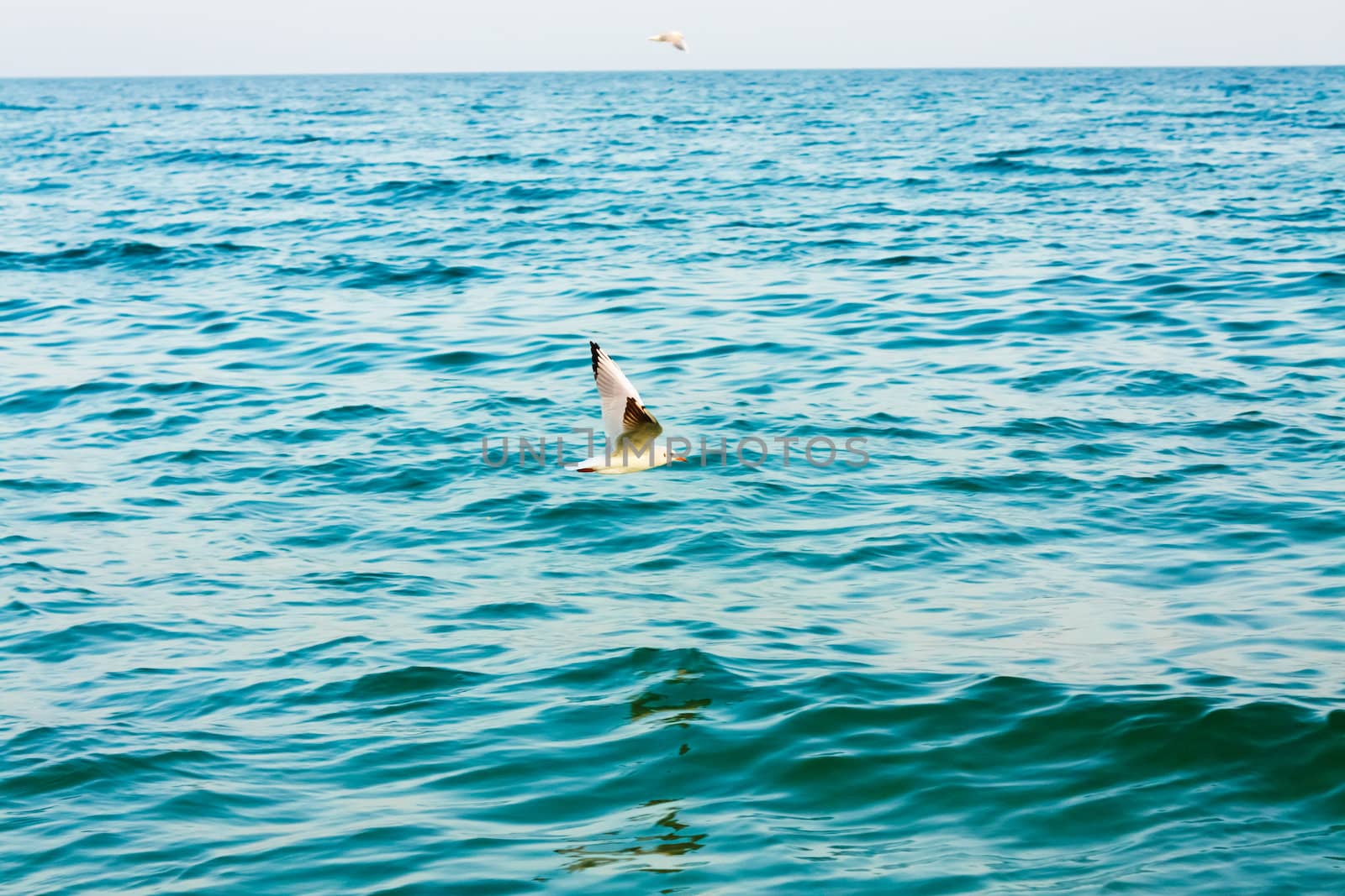 Flying seagull over blue water background  by ryhor