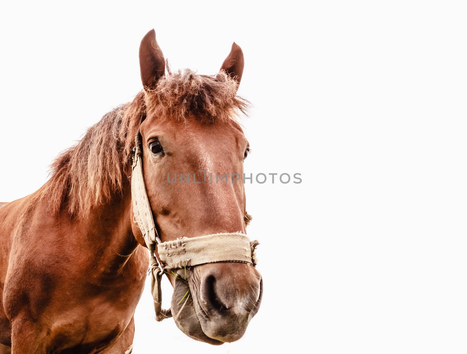 Brown horse isolated on white background photographed a wide angle lens