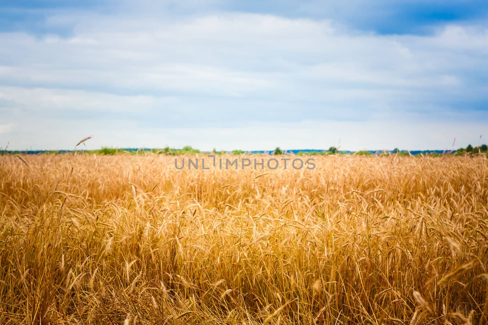 A Barley Field With Shining Golden Barley Ears In Late Summer