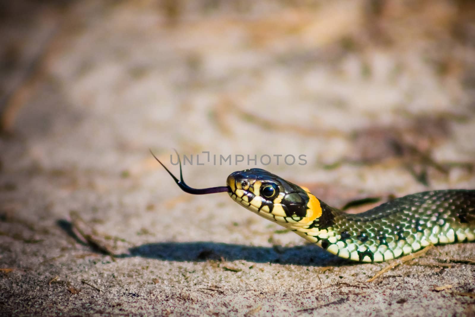 Macro Of A Grass Snake In The Nature