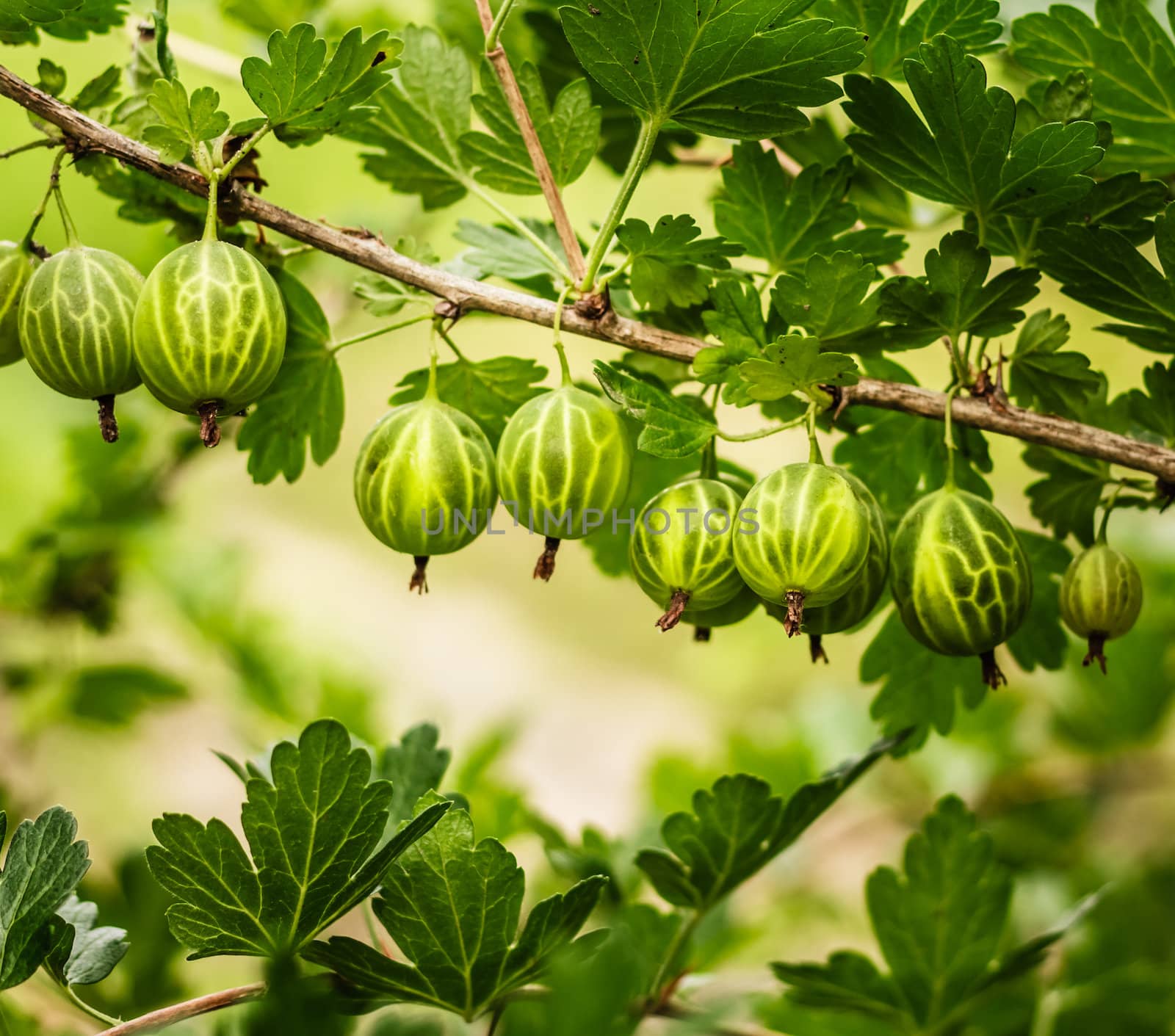 Fresh Green Gooseberries On A Branch Of Gooseberry Bush