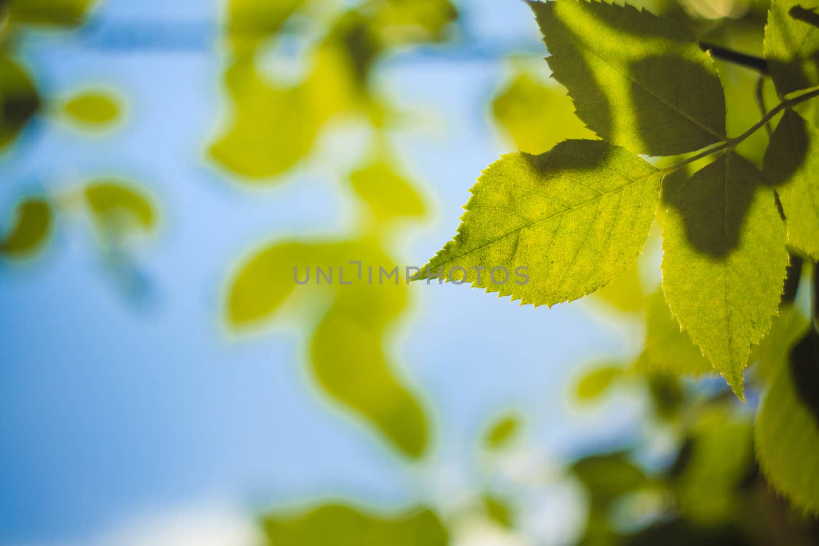 Spring Or Summer Green Leaves Background