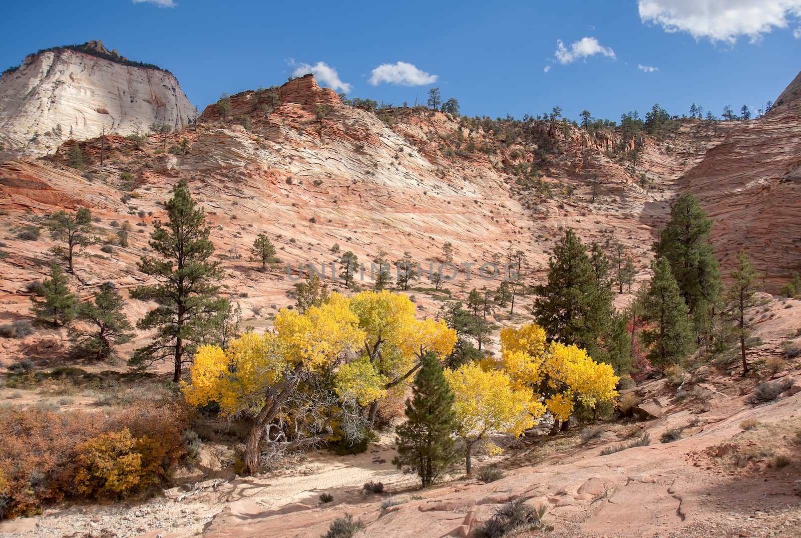This image shows a group of trees with leaves turning to a bright yellow surrounded by colorful sandstone walls at Zion National Park.