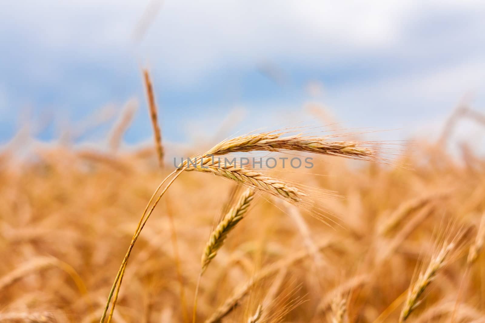 A Barley Field With Shining Golden Barley Ears In Late Summer
