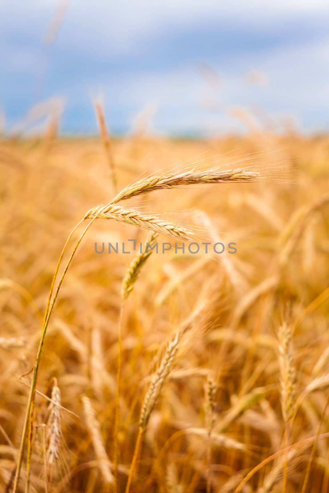 A Barley Field With Shining Golden Barley Ears In Late Summer