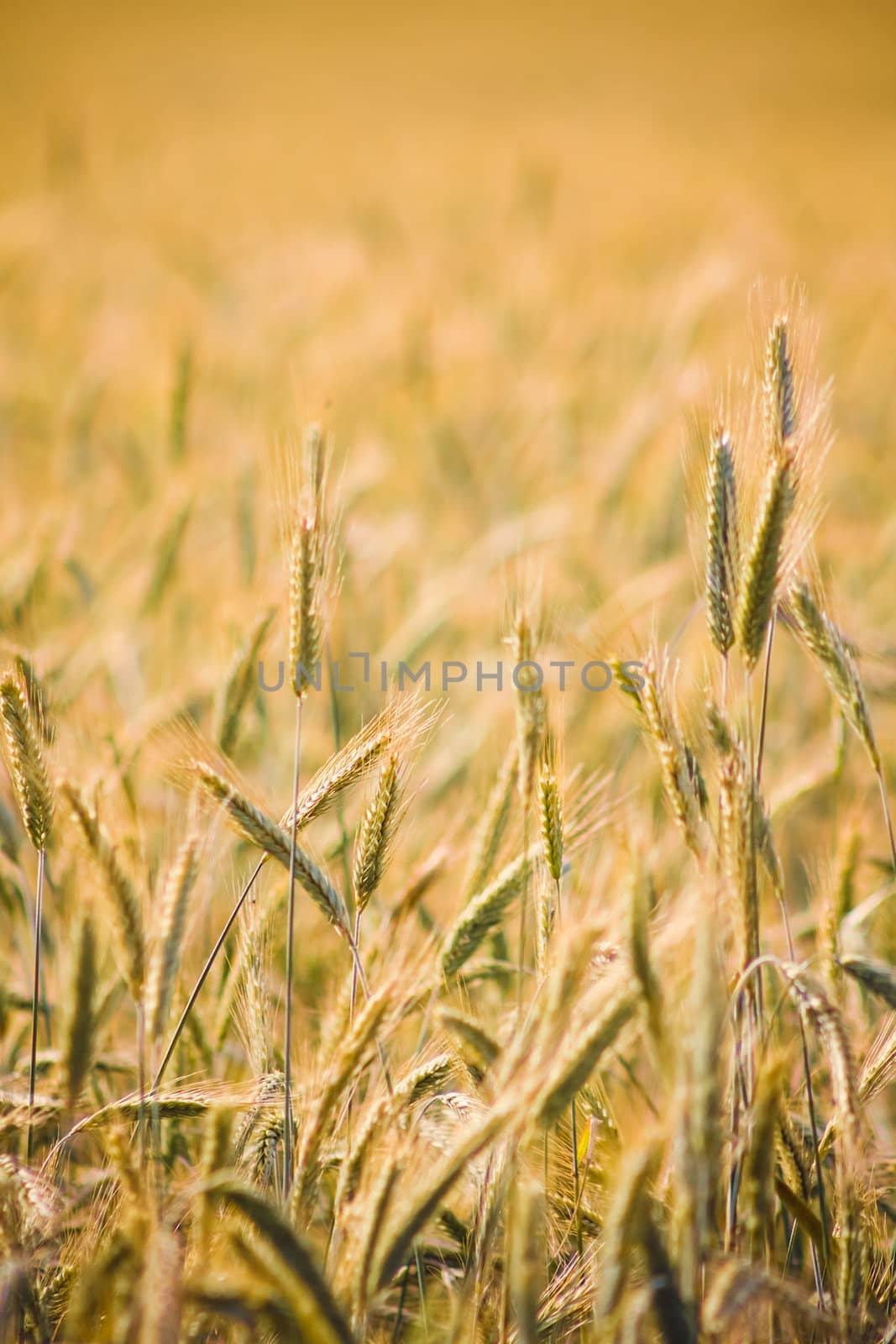 A Barley Field With Shining Golden Barley Ears In Late Summer