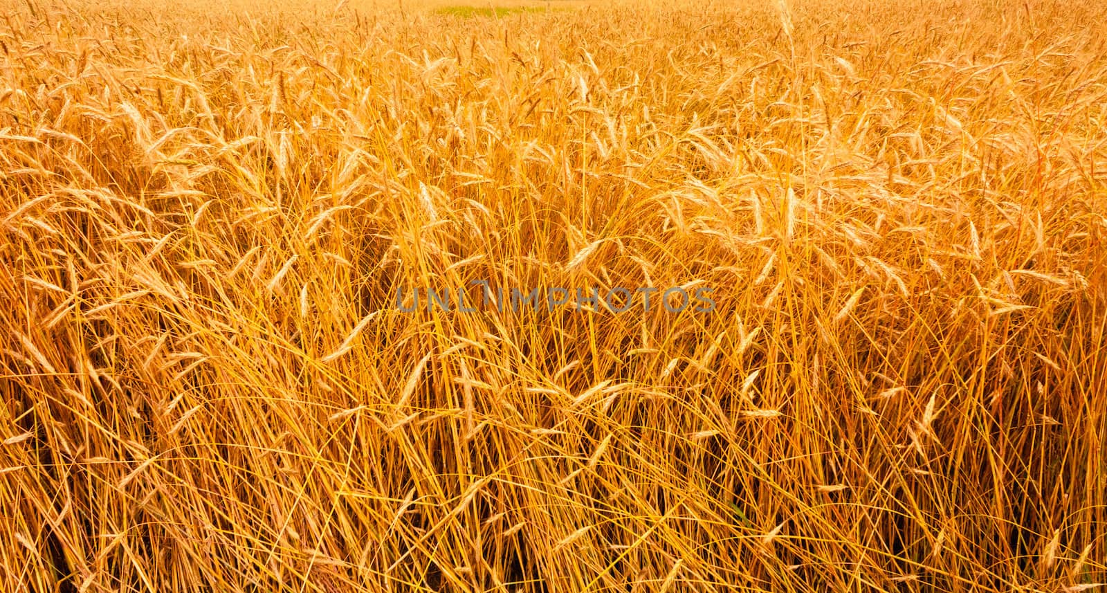 Golden Barley Ears Background by ryhor