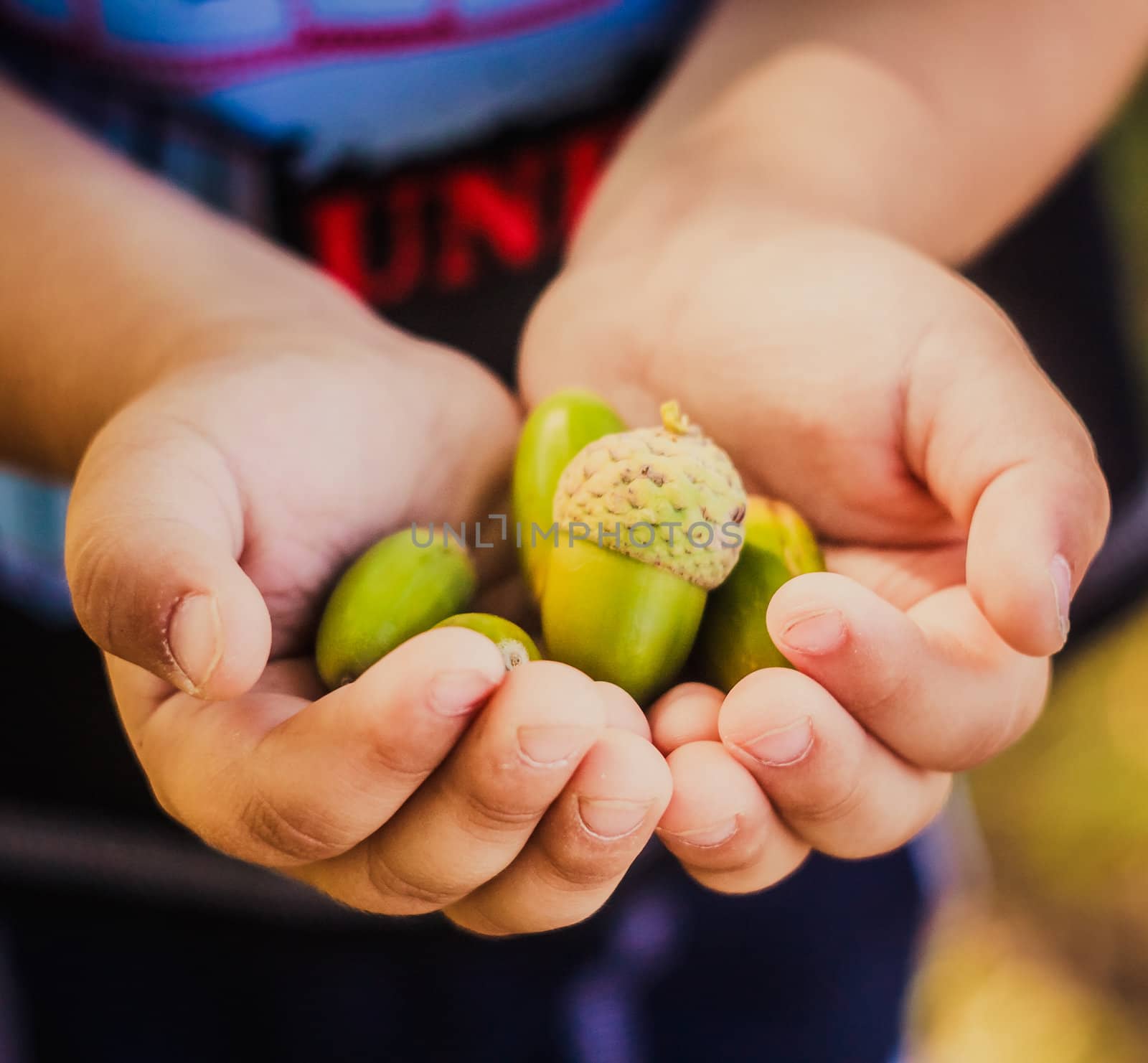 Green acorns in child hands