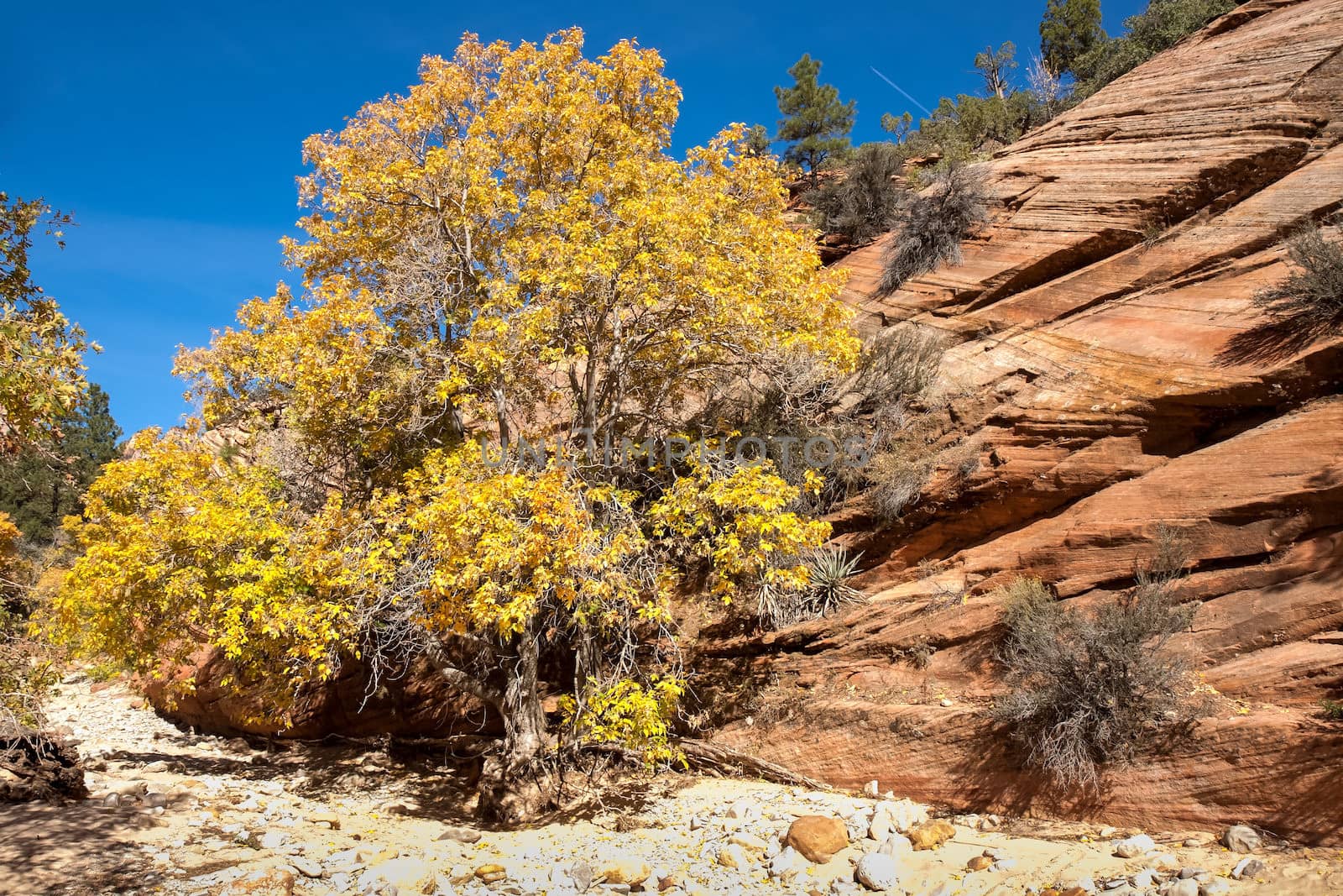 This image shows the Fall colors at Zion National Park.