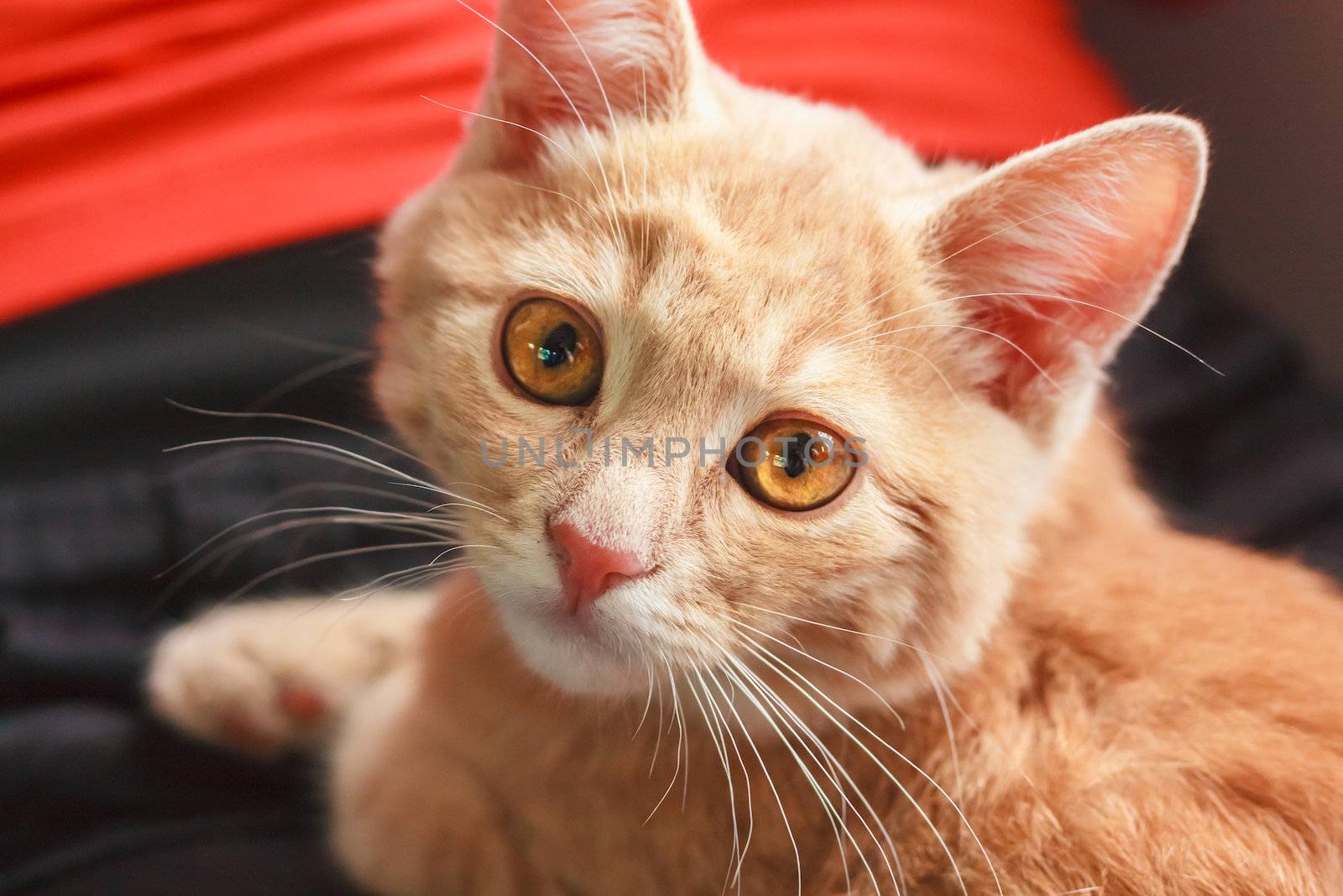 Little Red Kitten Sitting On Pillow by ryhor