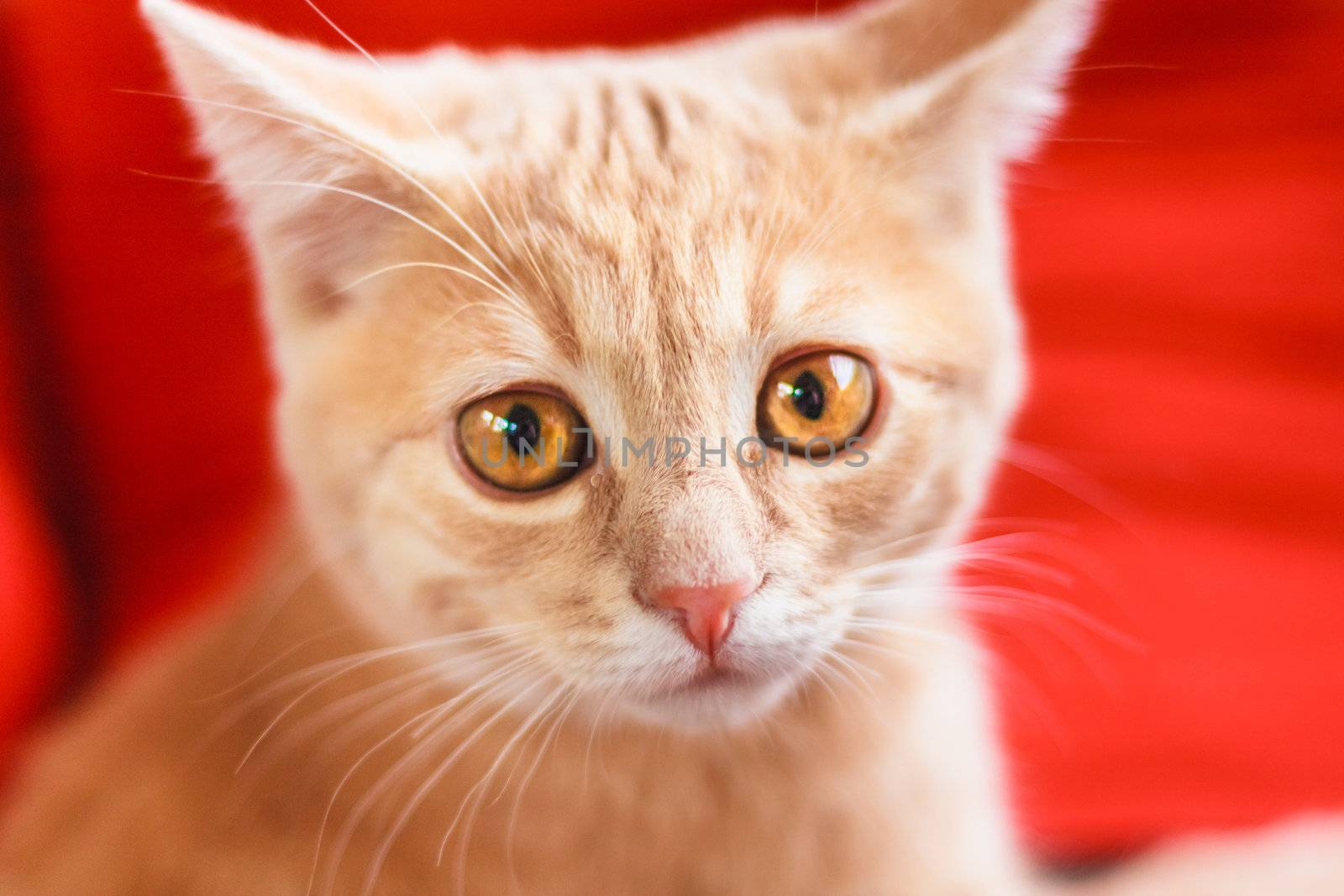 Little Red Kitten Sitting On Red Pillow by ryhor