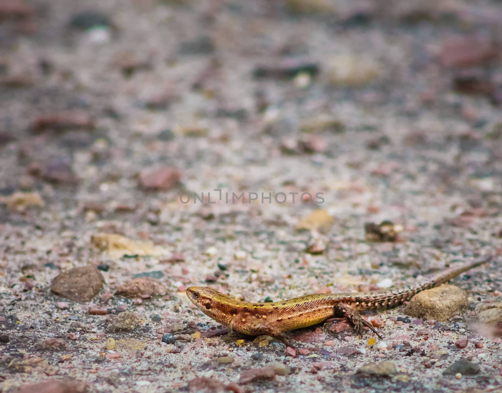 Portrait Of Brown  Lizard On Stone