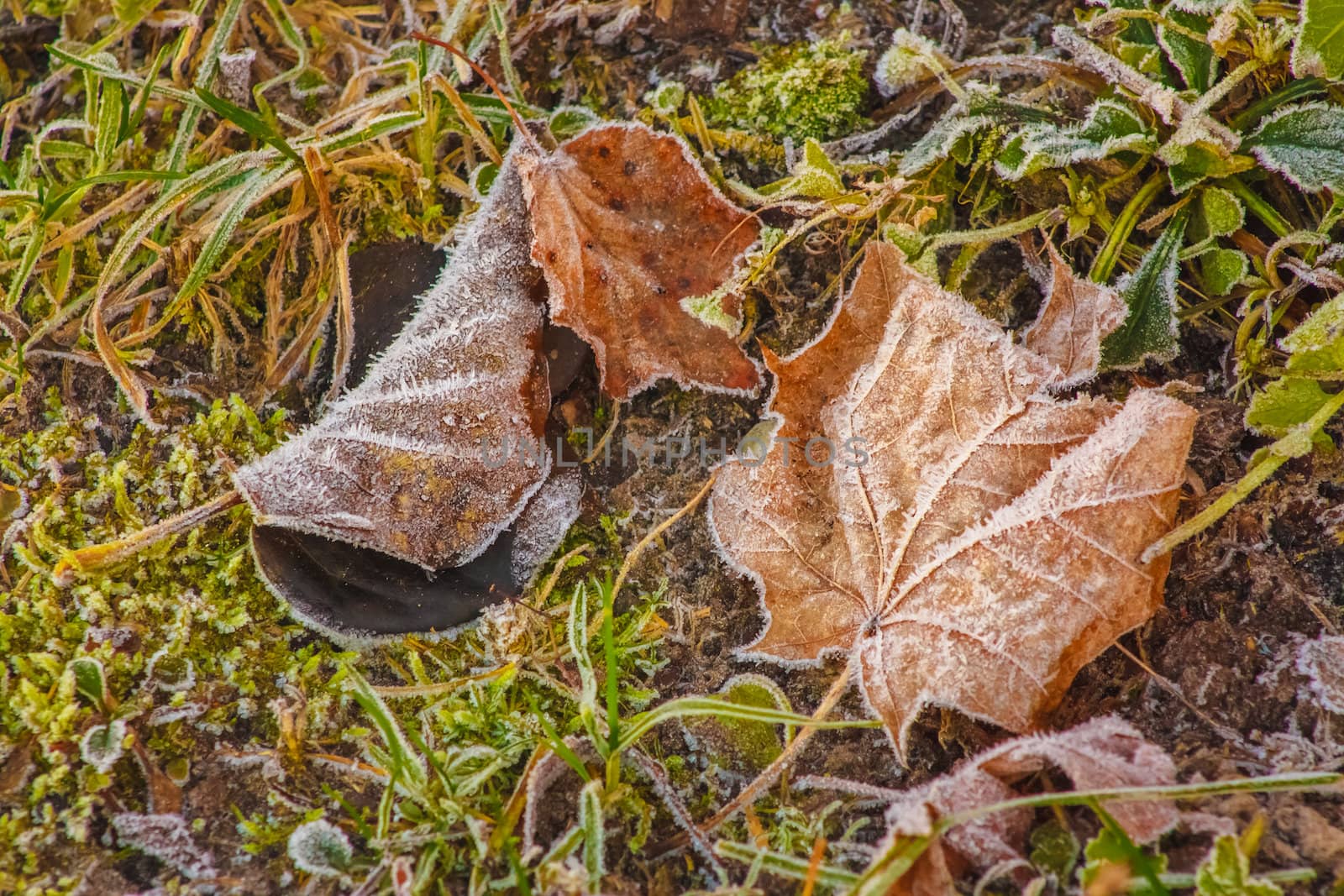 Frost Covered Maple Leaf On Grassy Background