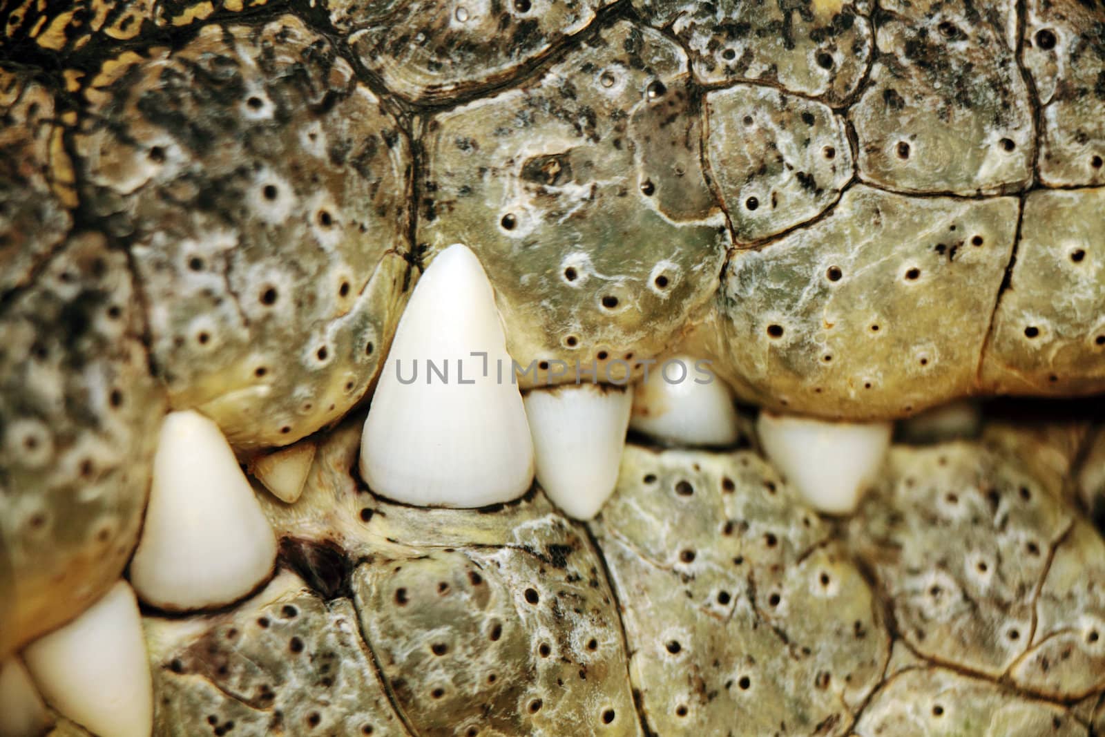 close up of a nile crocodile mouth and teeth