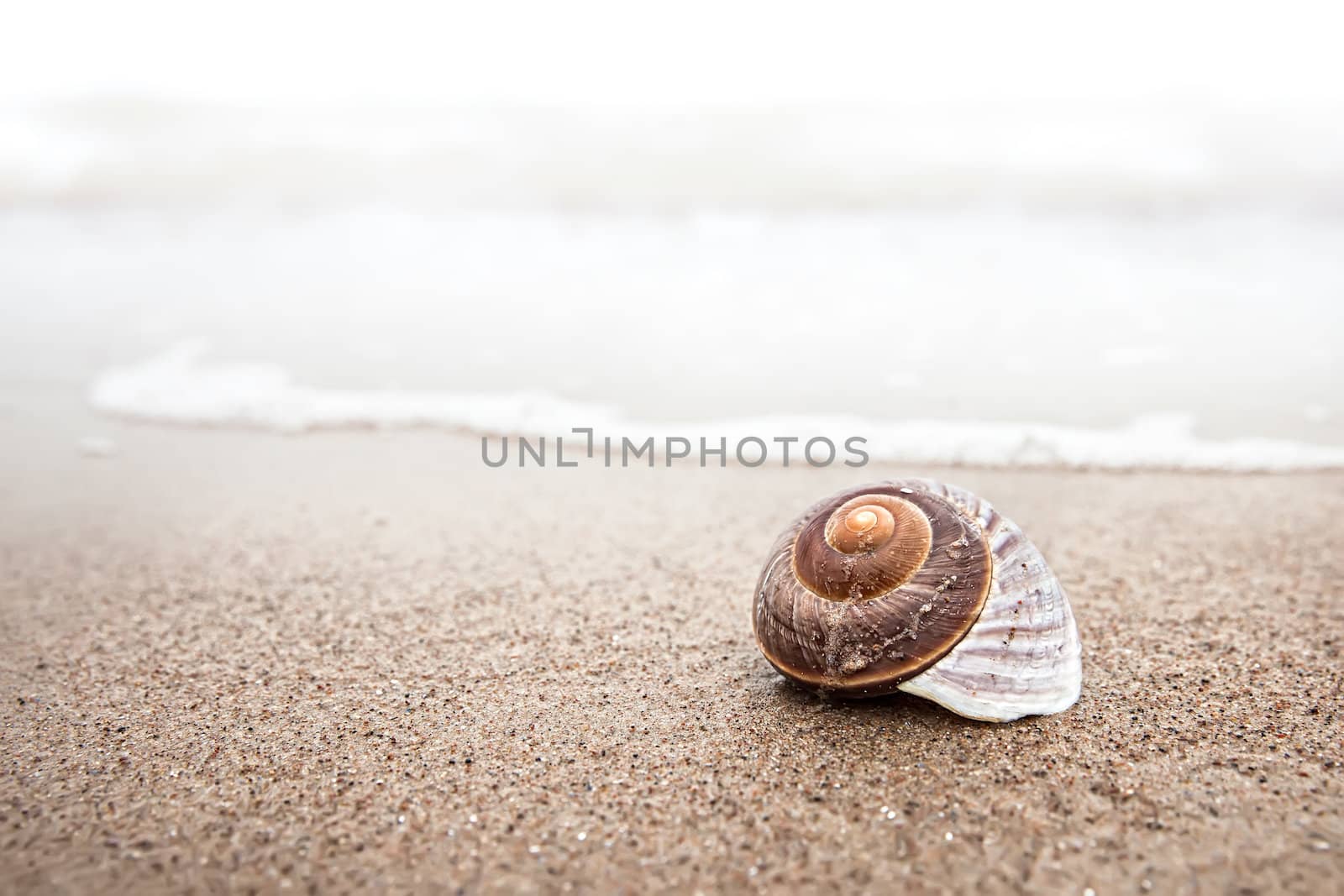 Sea background with seashell on the sandy beach