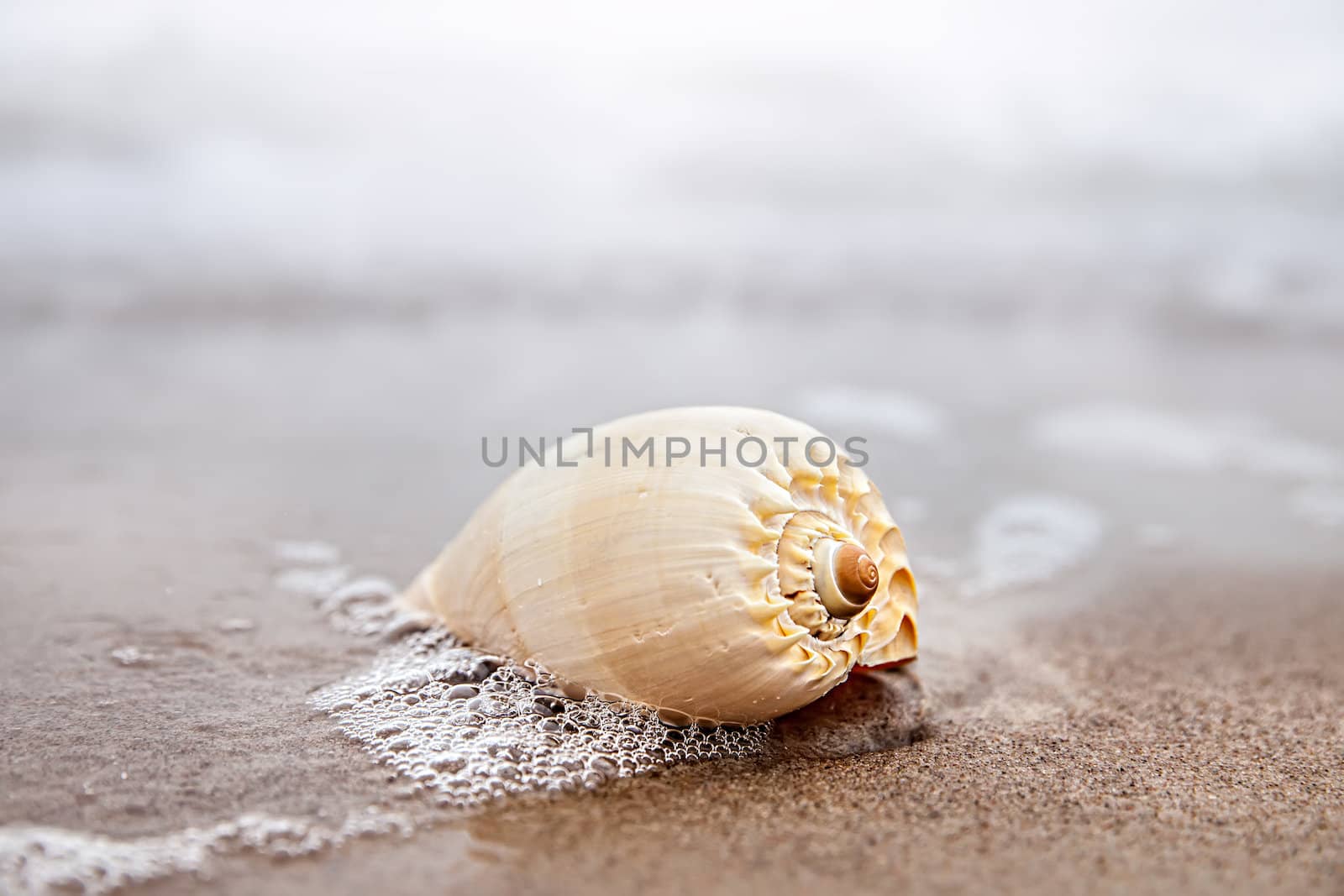 Sea background with seashell on the sandy beach
