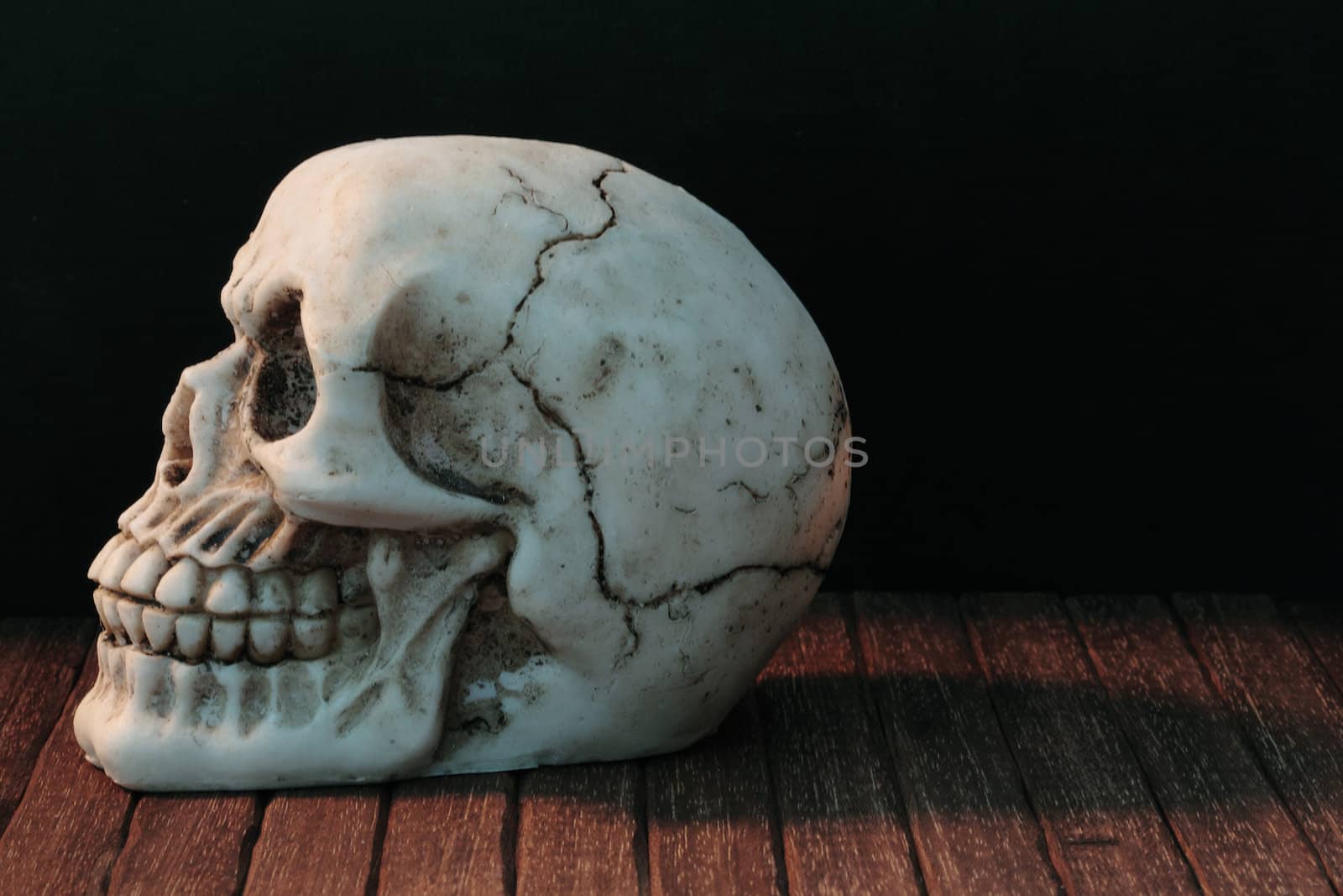 human skull by erllre