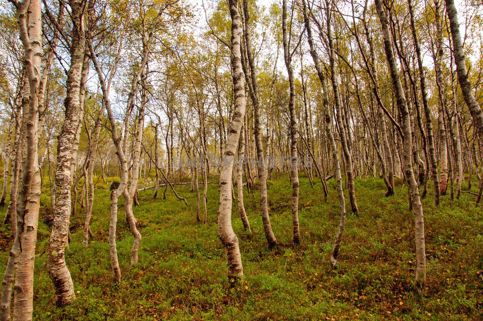 A birch forest floor in autumn
