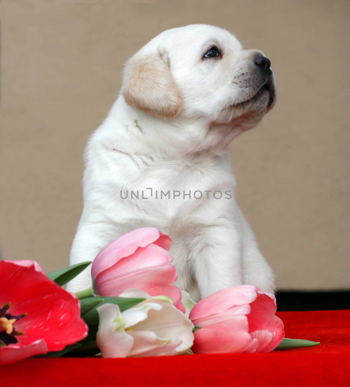 yellow labrador puppy with tulips on the red background