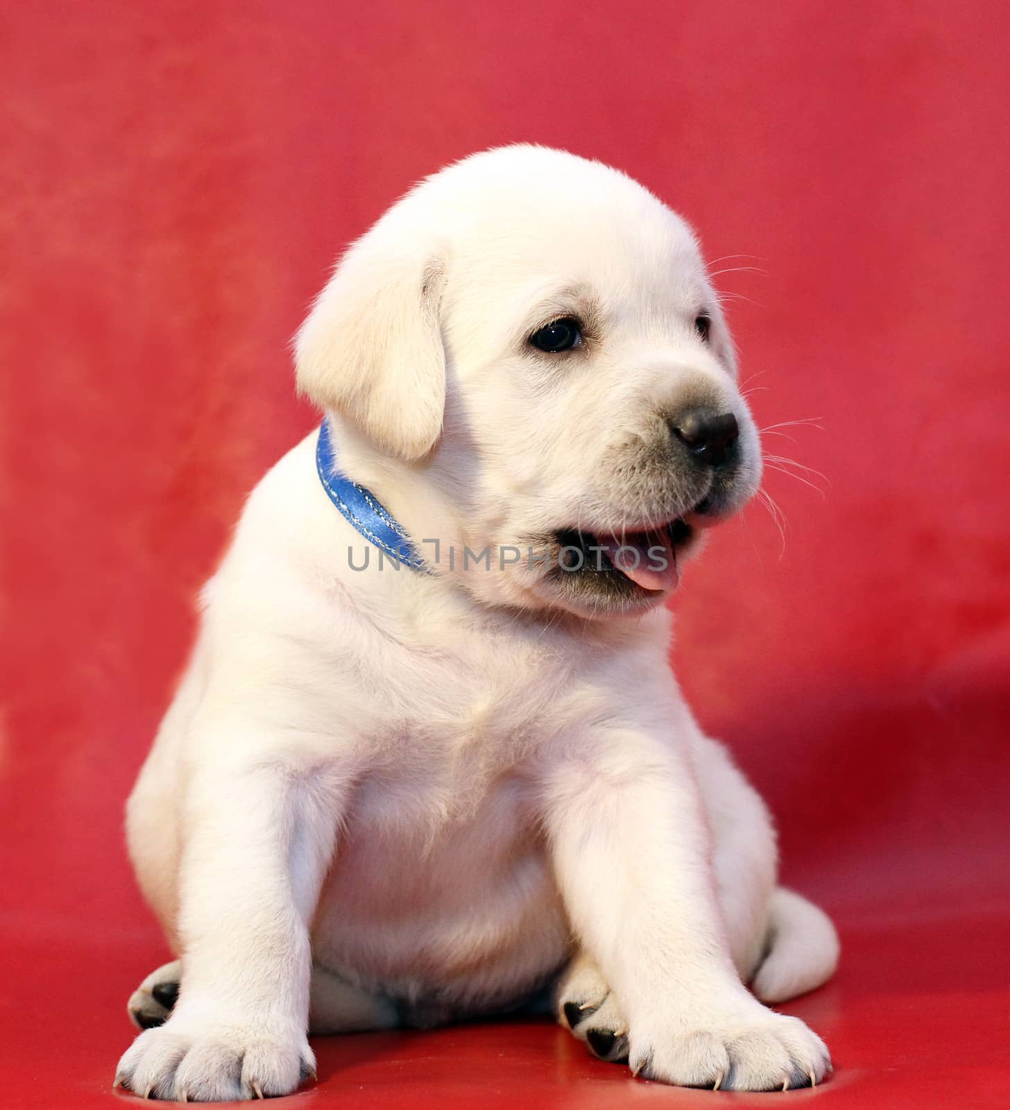 yellow labrador puppy on the red background