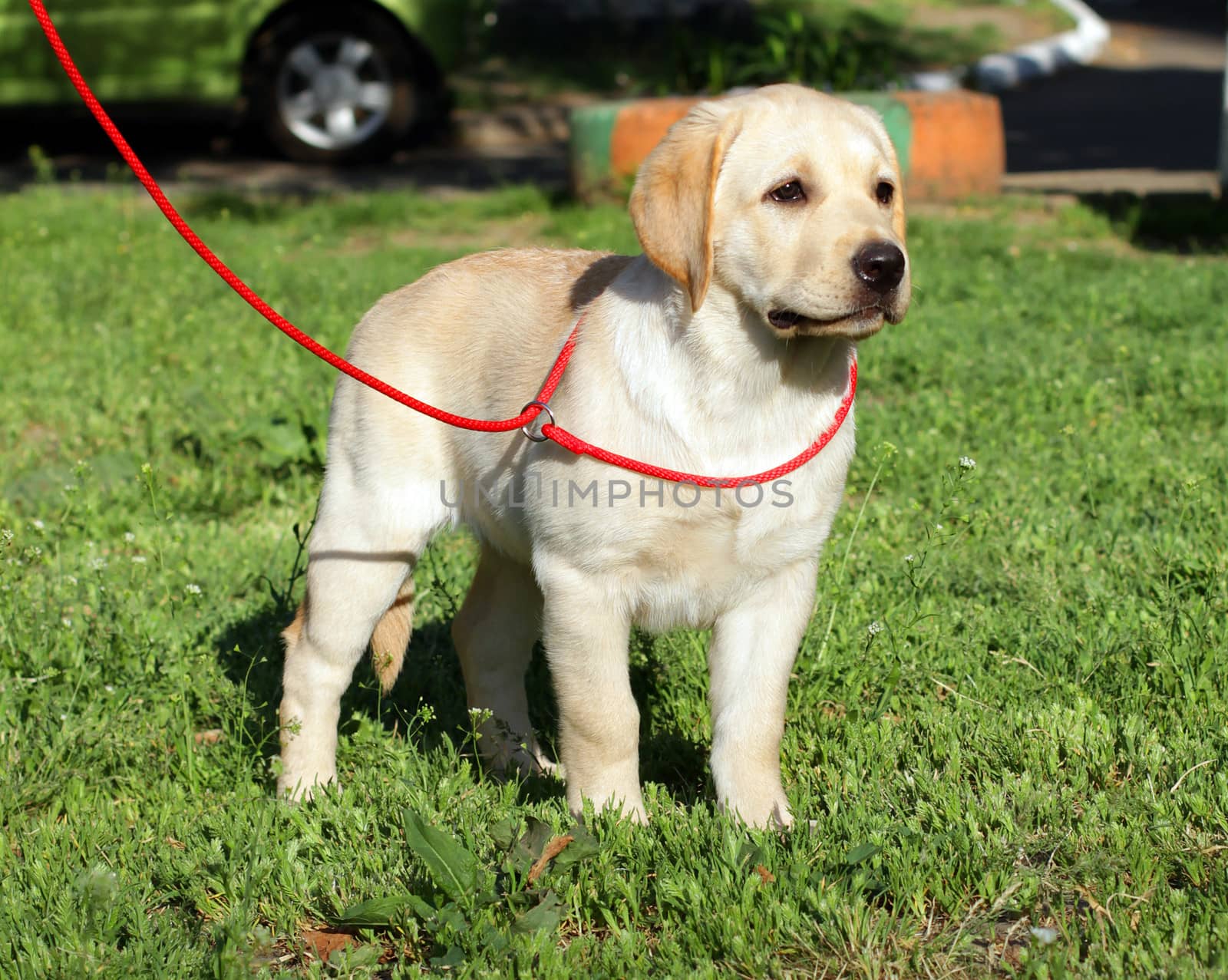 yellow labrador puppy on the green grass