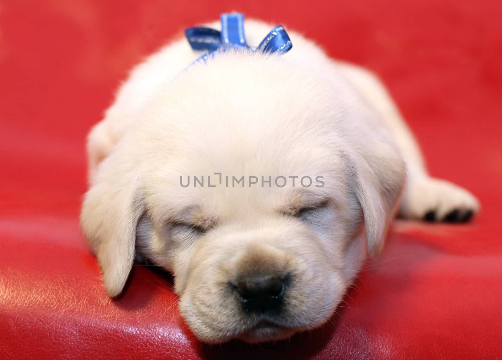 sleeping yellow labrador puppy on the red background