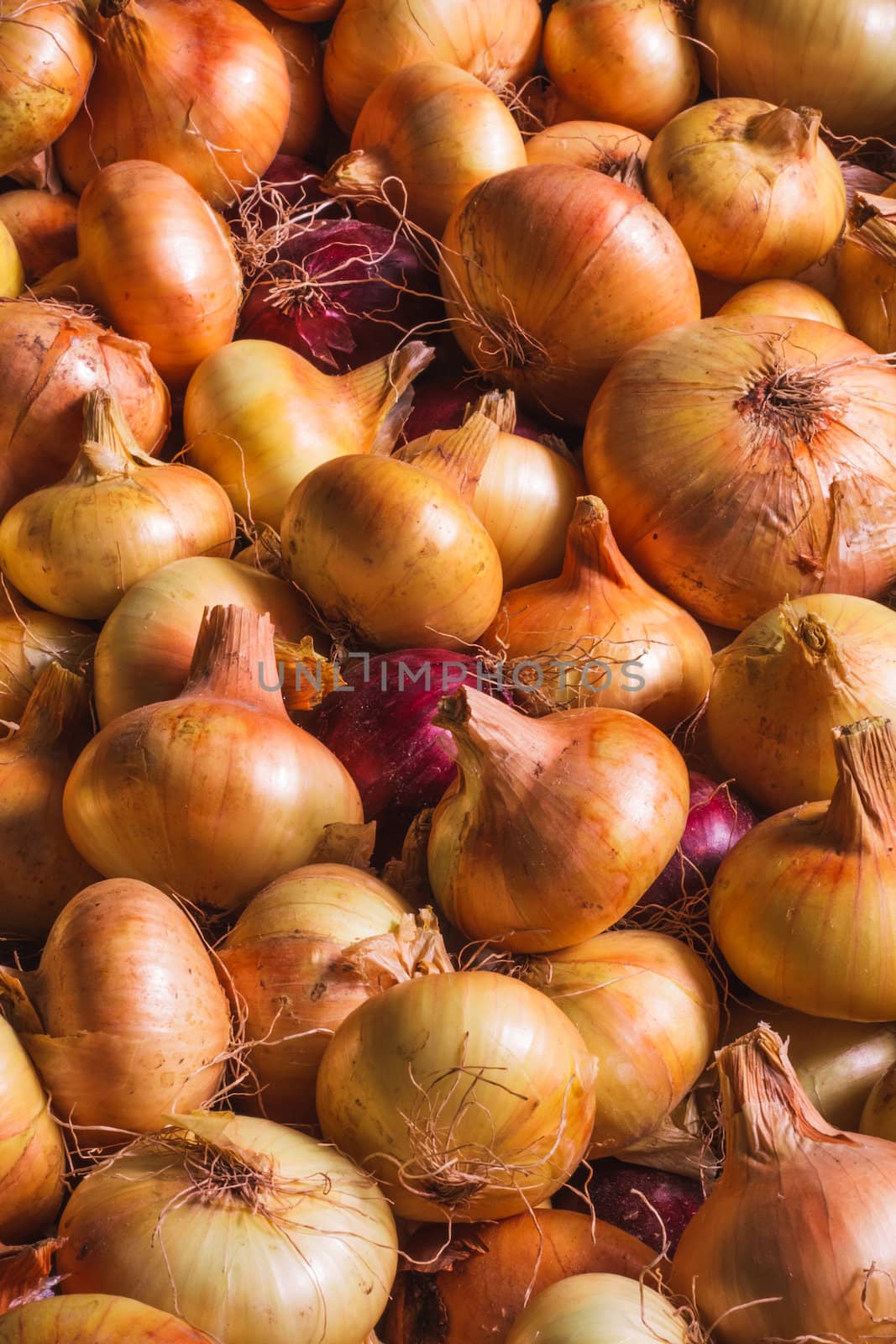 Organically Grown Fresh Yellow Onions Crop. Background.