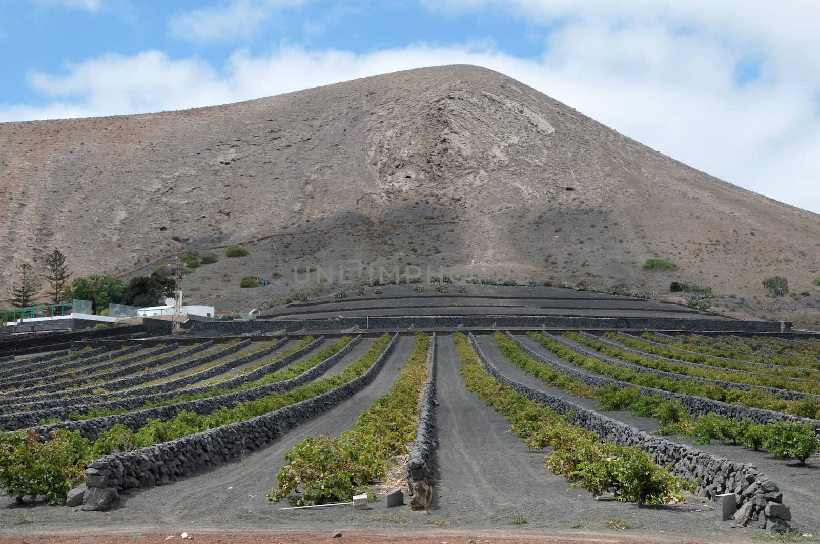 Volcanic Vineyard and a Mountain, in Canary Islands, Spain