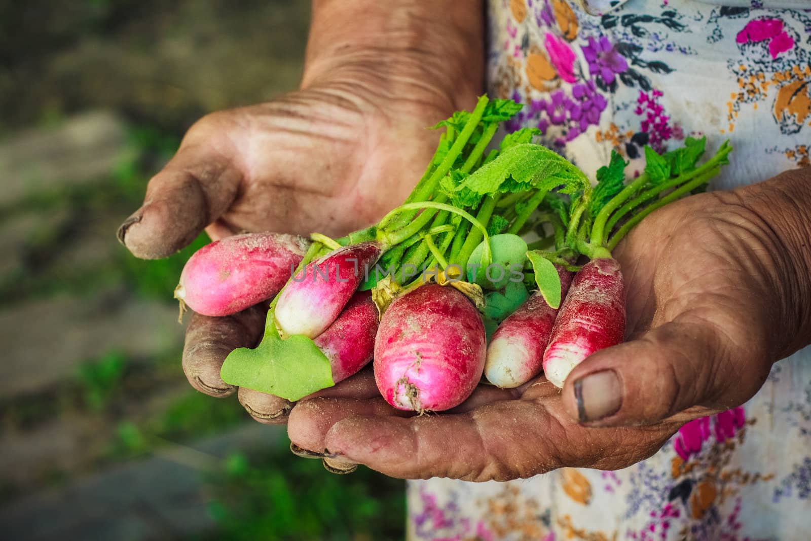 Radish Harvest by ryhor