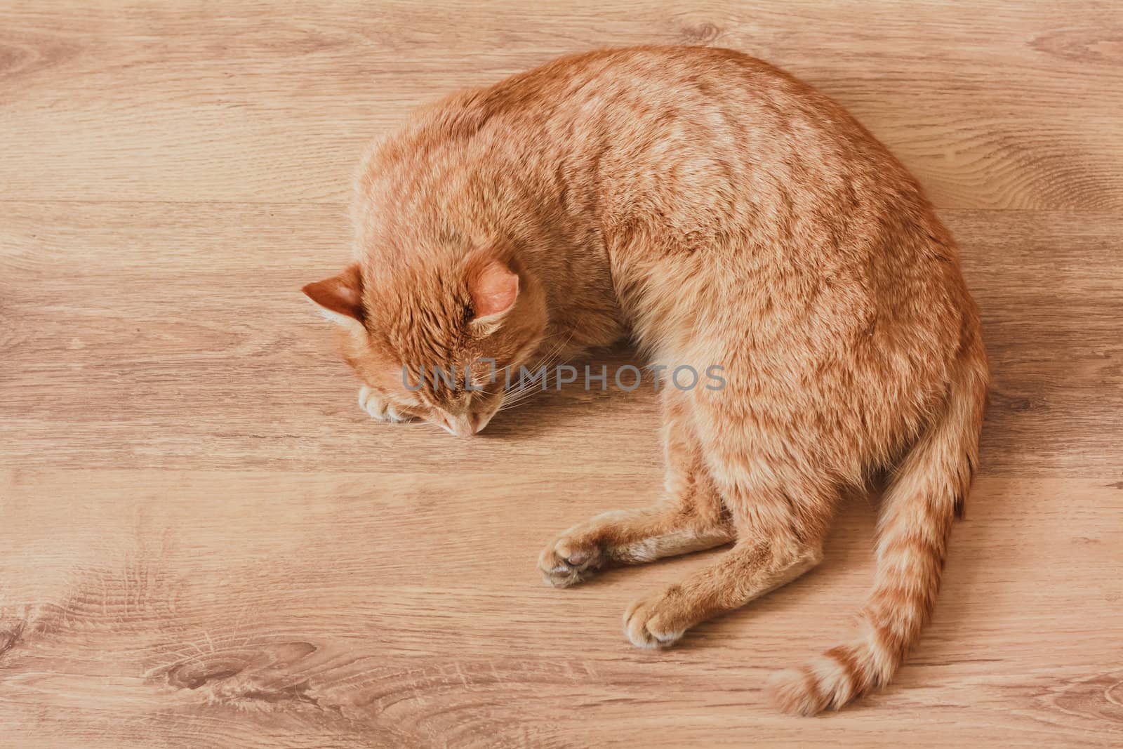 Red Cat Lying On Laminate Background