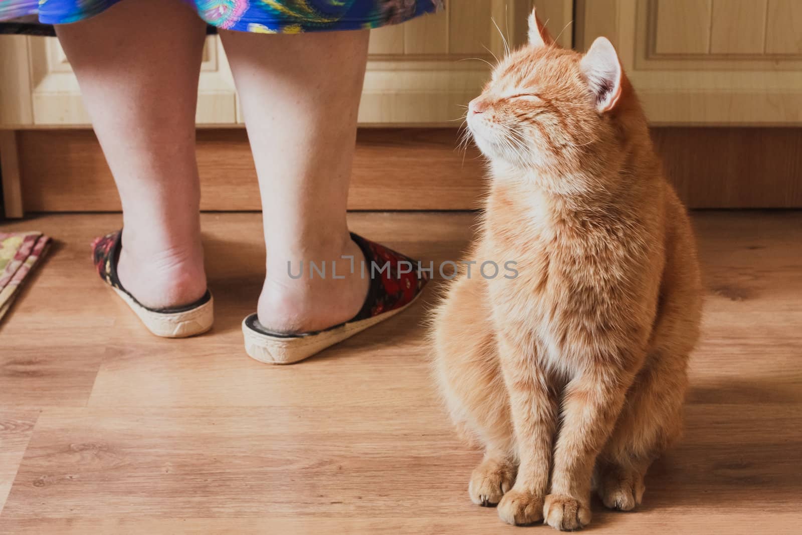 Red Cat Sitting Near Female Foots by ryhor