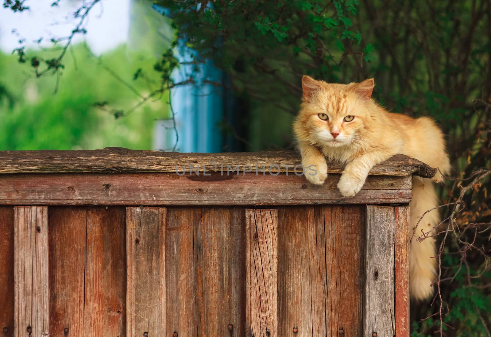 Red Cat Sitting On A Fence And Looking At Camera