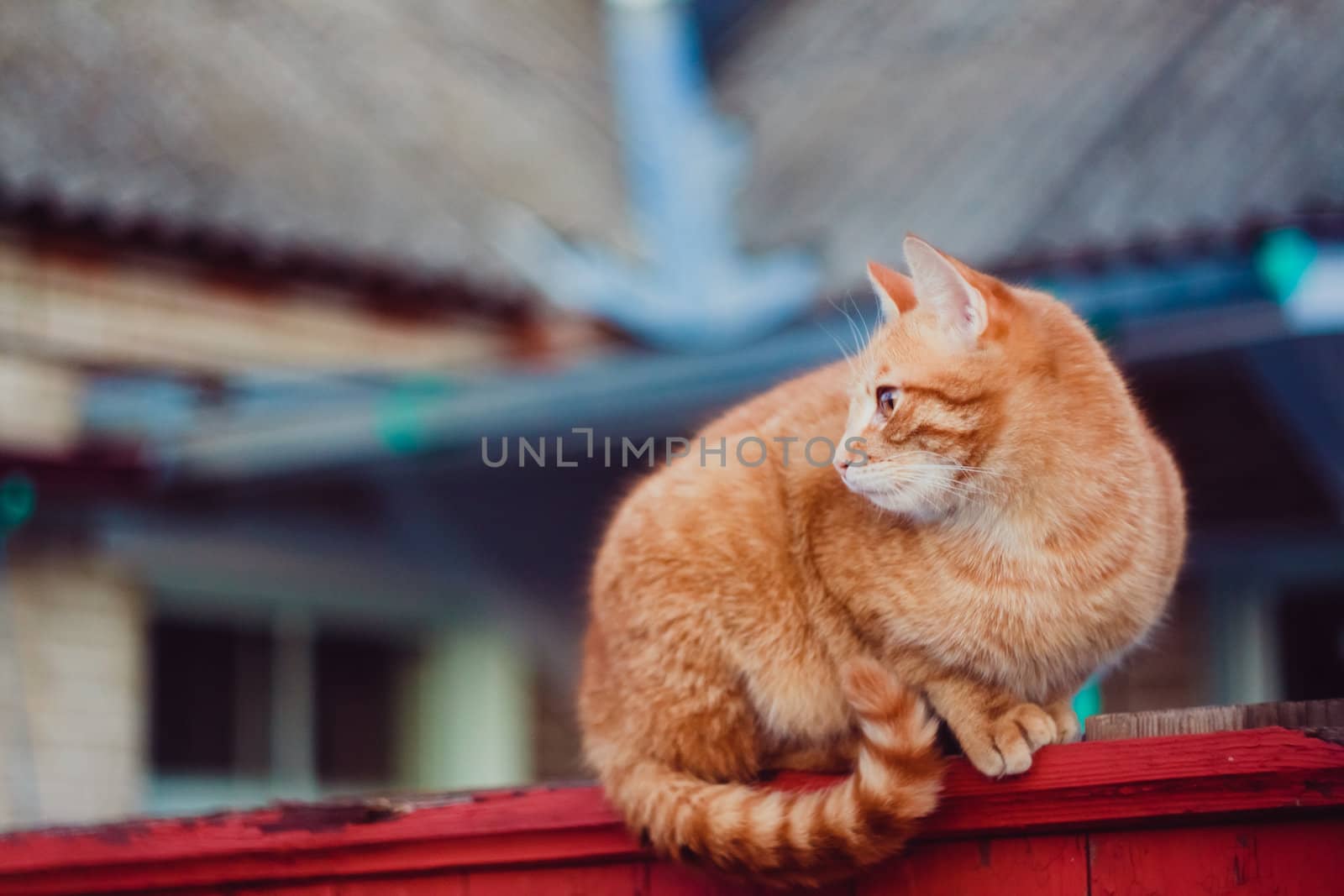 Red Cat Sitting On The Fence by ryhor