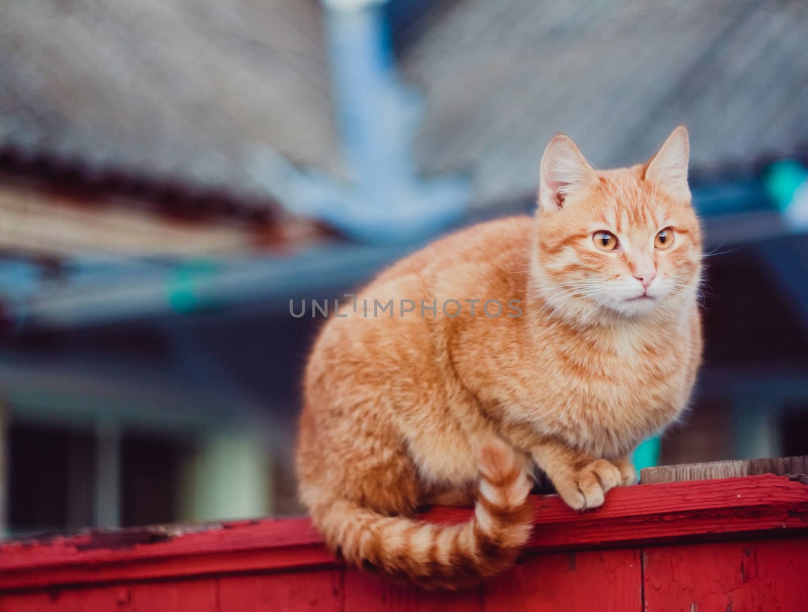 Red Cat Sitting On The Fence by ryhor