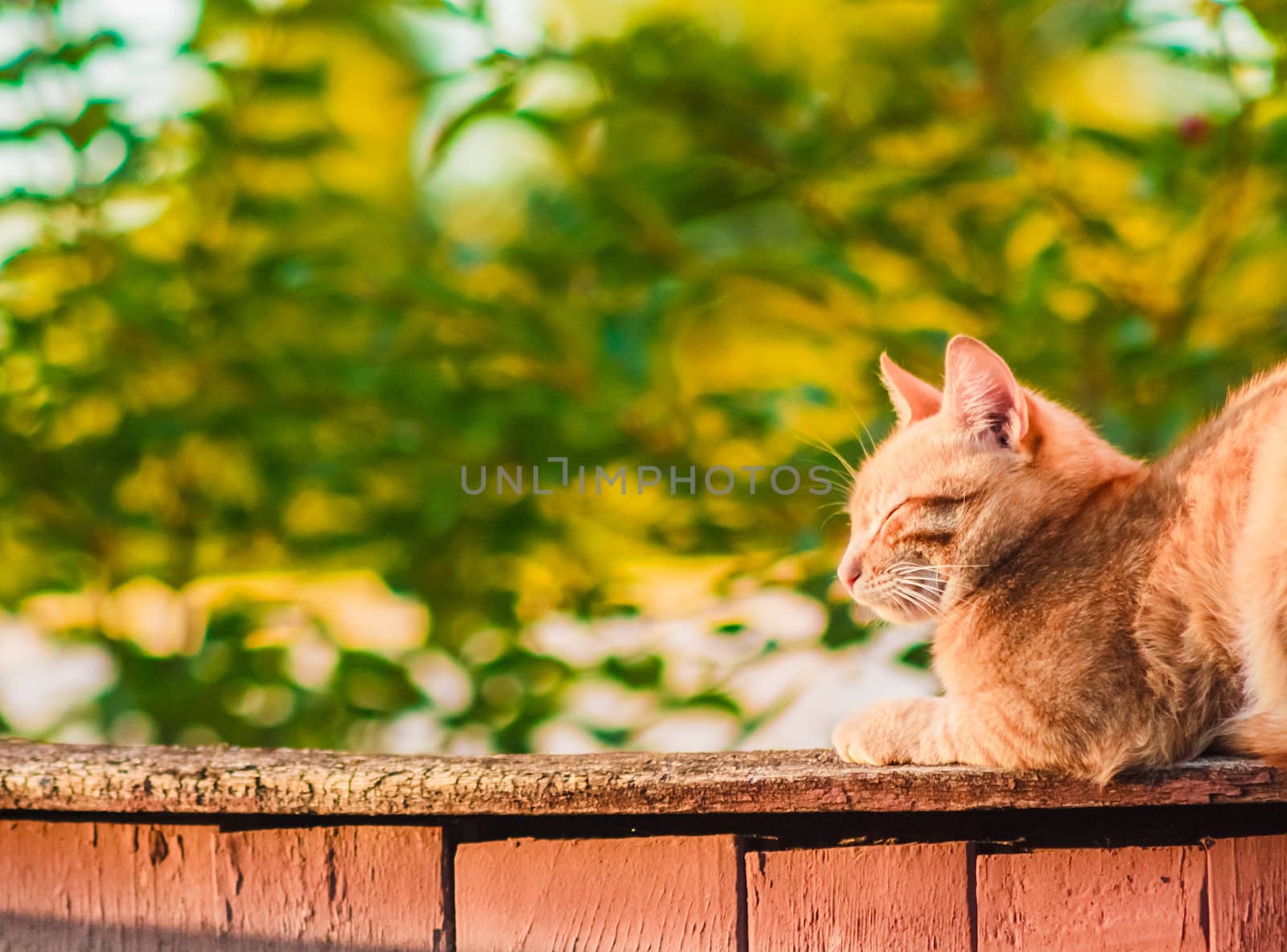 Red Cat Sitting And Sleeping On A Fence