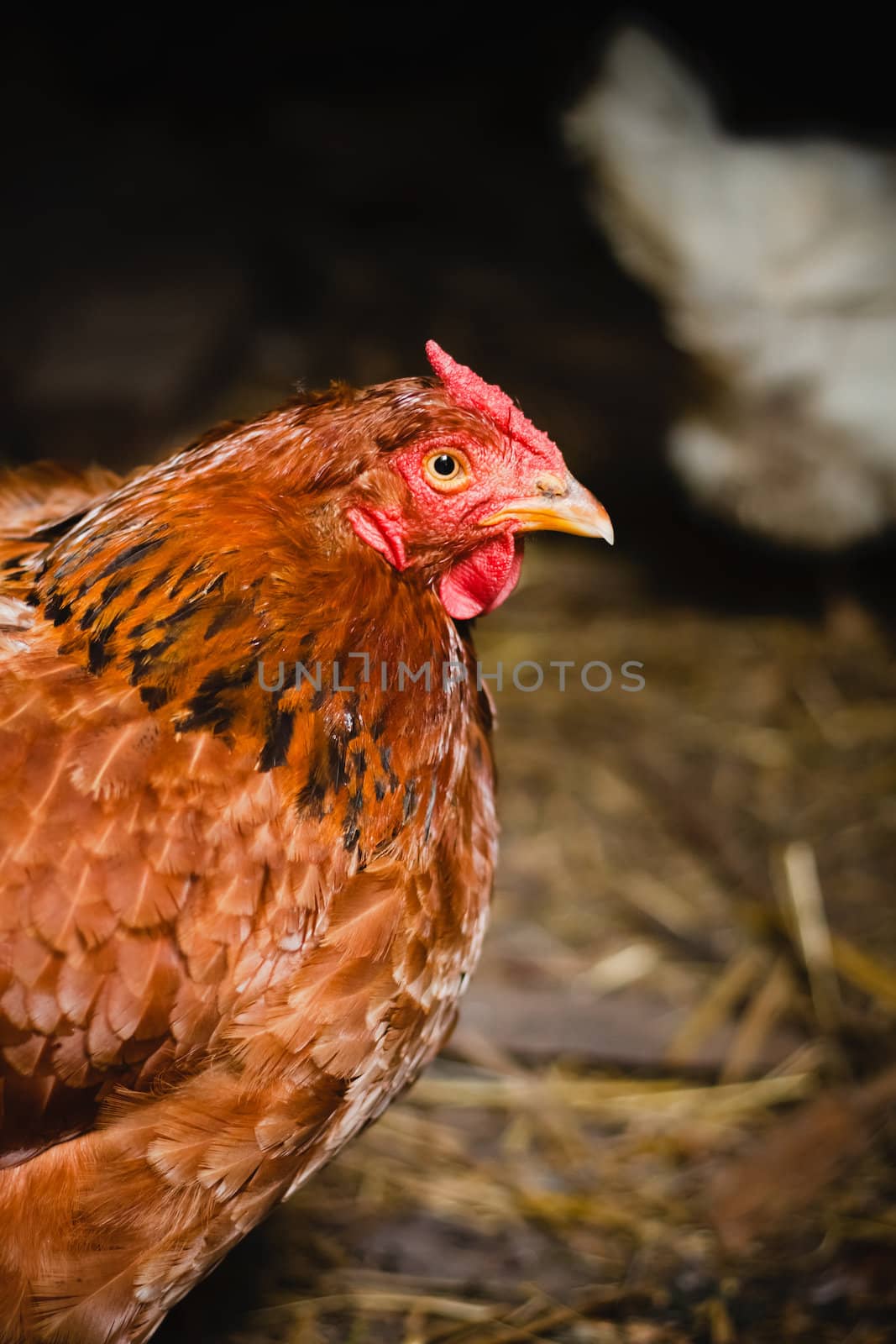 Hens with focus on middle brown hen