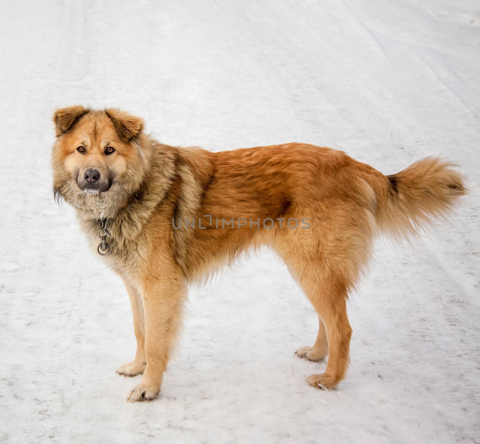 Red Dog Staying On Snowy Road.