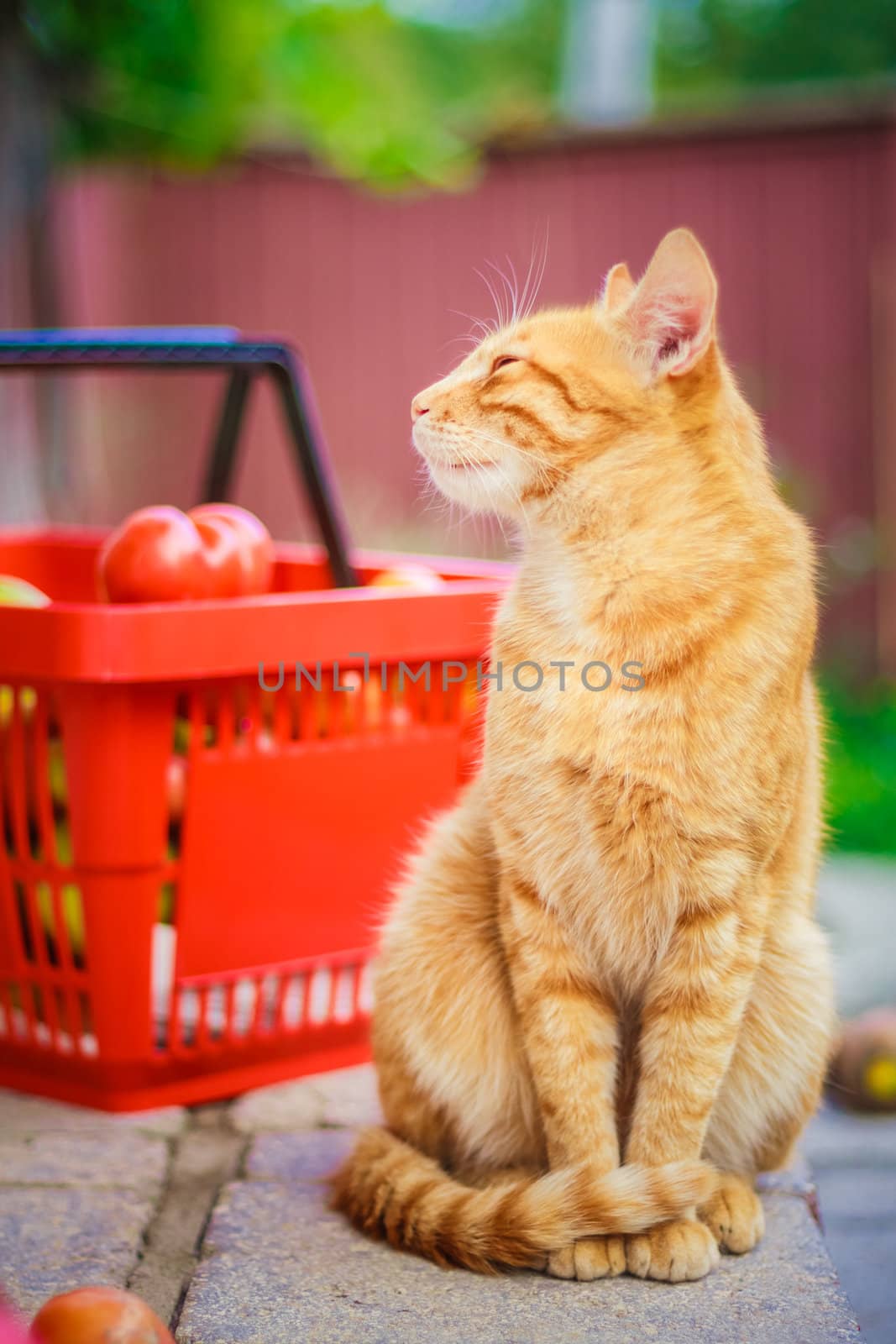 Red fluffy cat with fresh tomatos